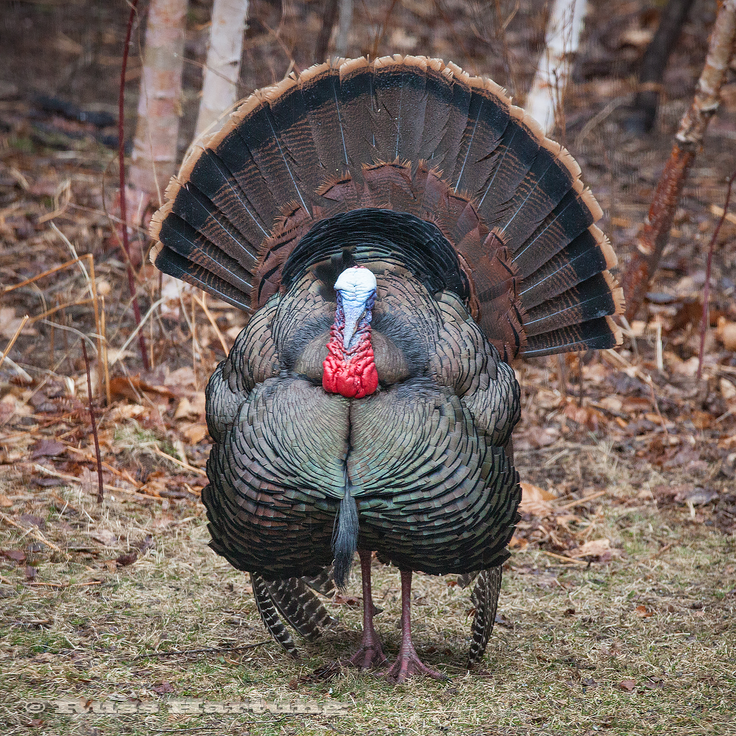 A male turkey in full splendor. 