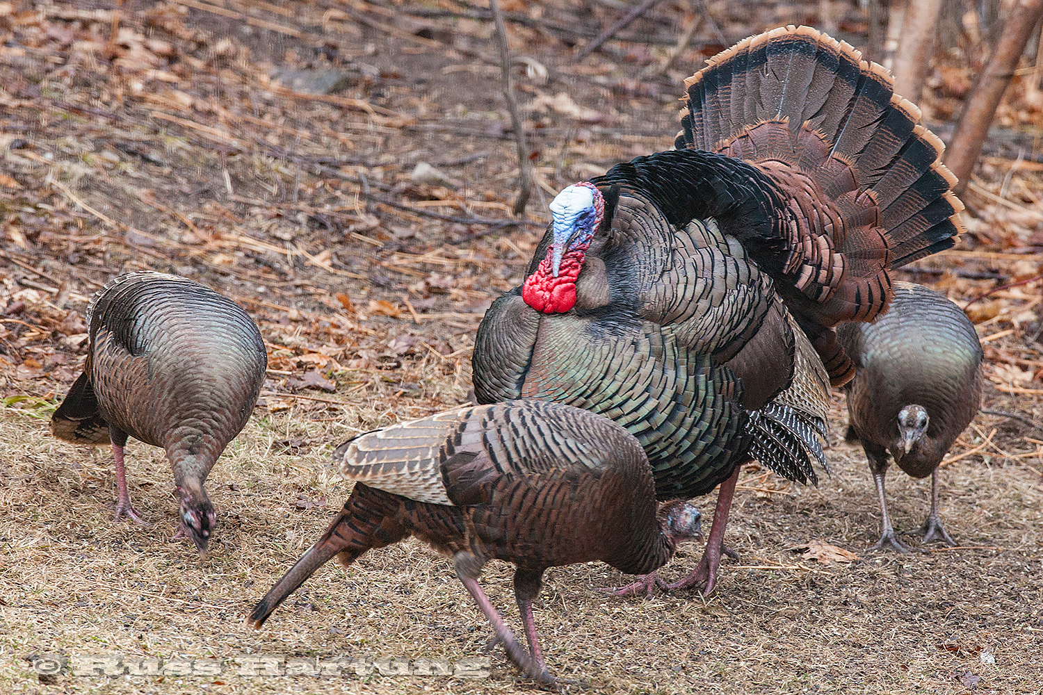 A male turkey trying hard to impress the ladies but doesn't seem to be getting much attention. 