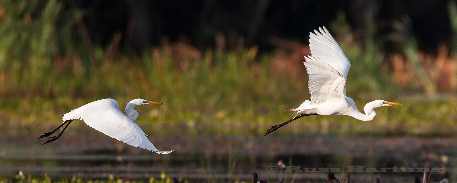 Two Great Egrets take flight in the Orlando Wetlands Park during Spring migration. 