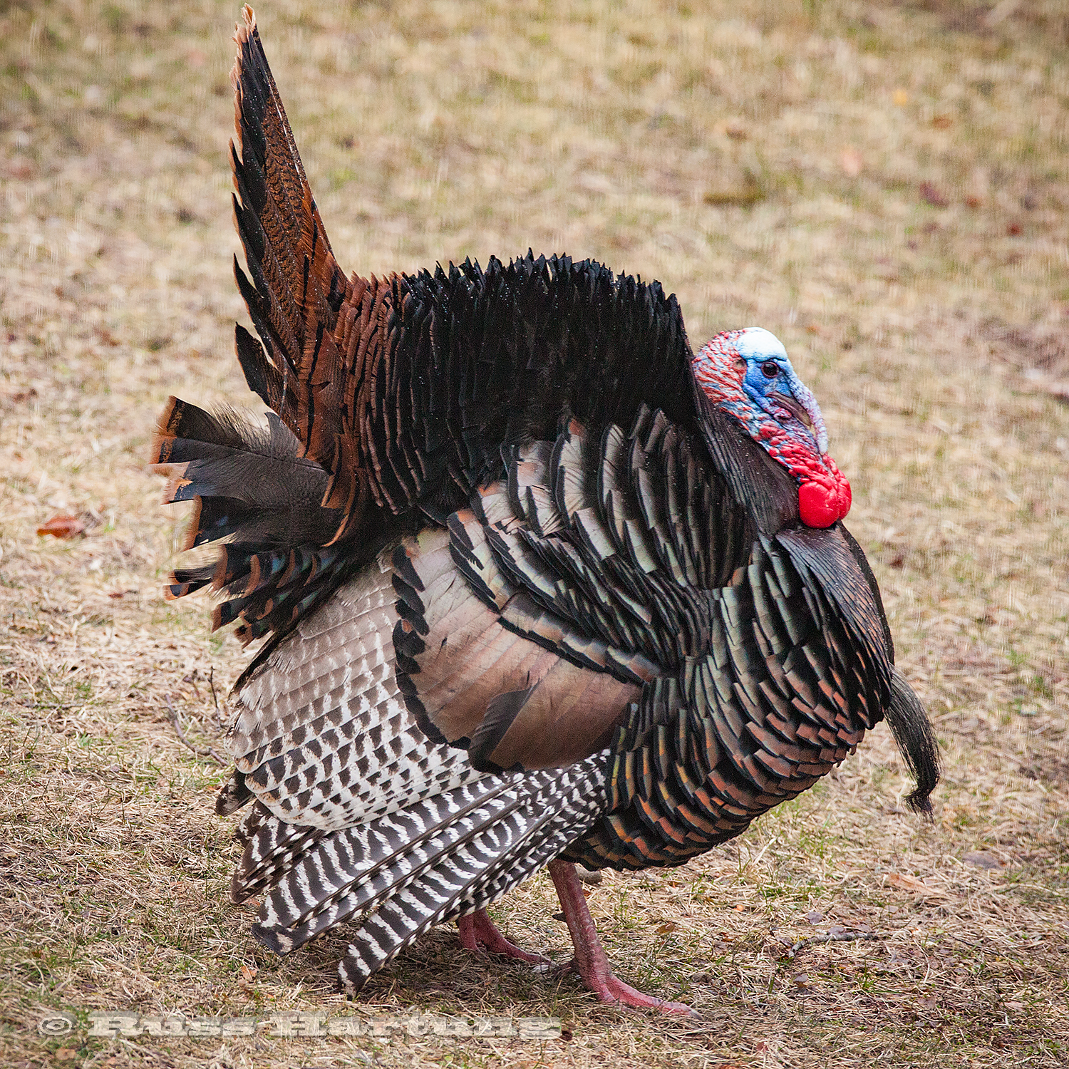  A male turkey in full display mode from the side. 