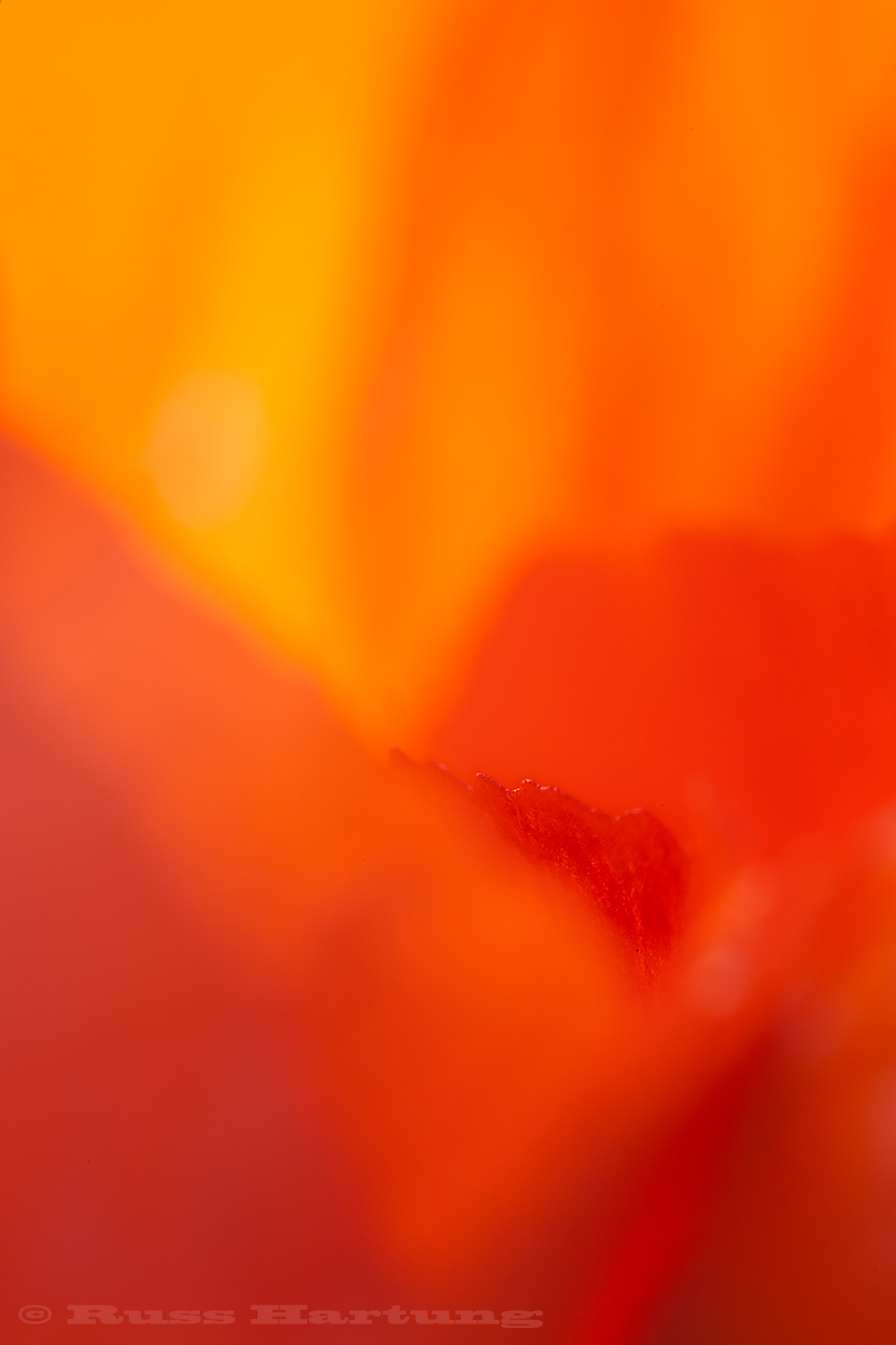 Extreme close-up/macro of a poppy. 