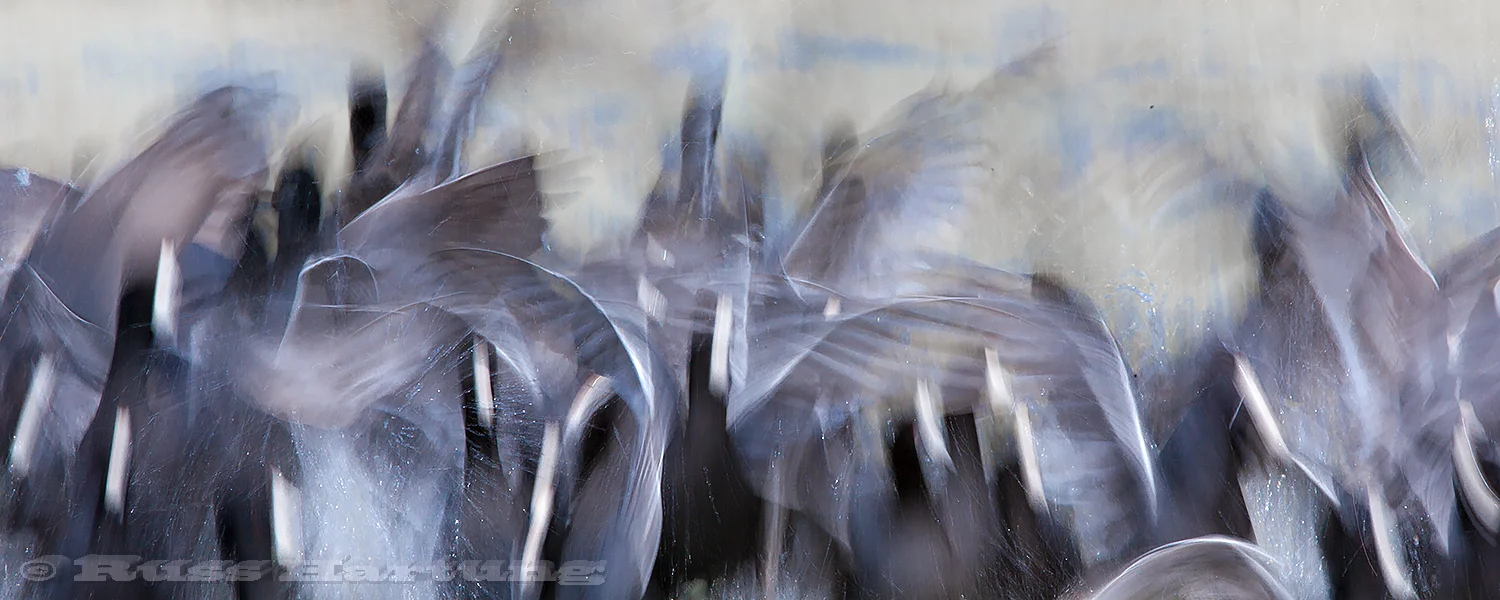 As I was approaching this flock of Coots in the Orlando Wetlands Park I thought they might take off so I set my shutter speed slower and captured the chaos of their retreat.