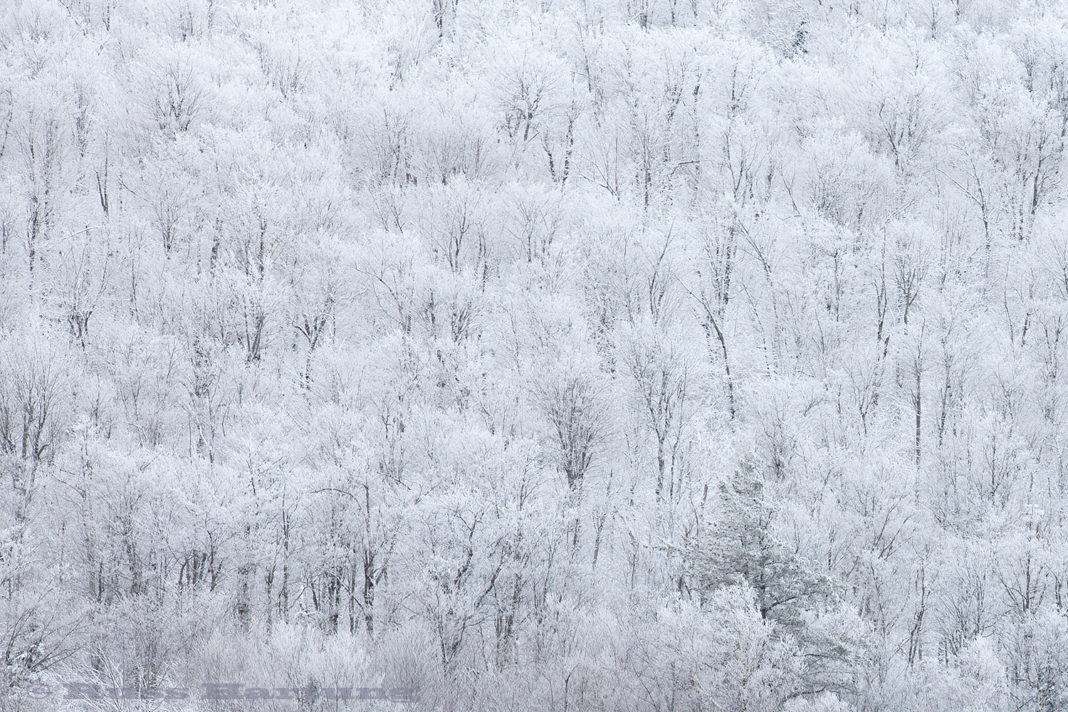 WinterTreePattern©1500px.jpg