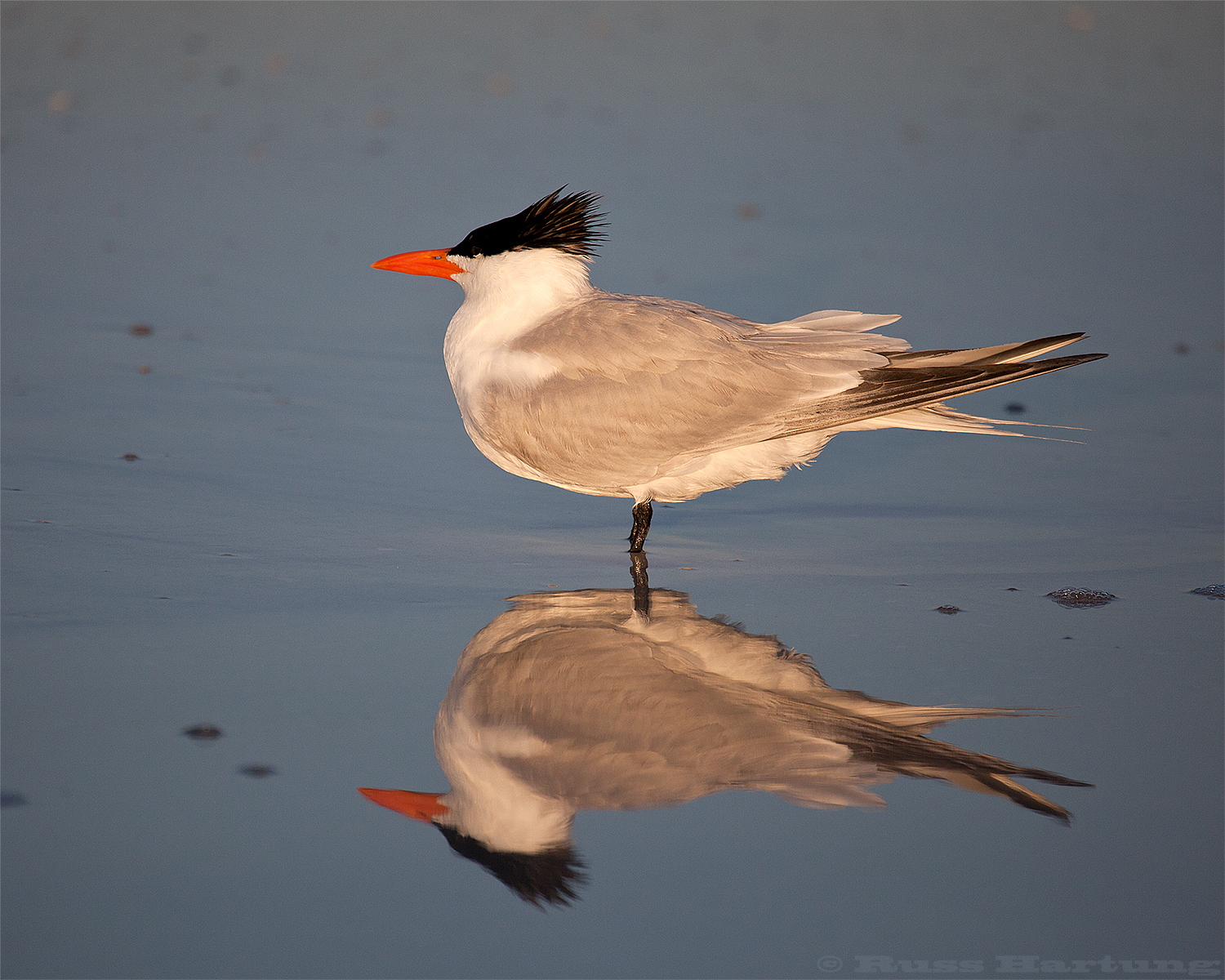 GullReflection©1500px.jpg