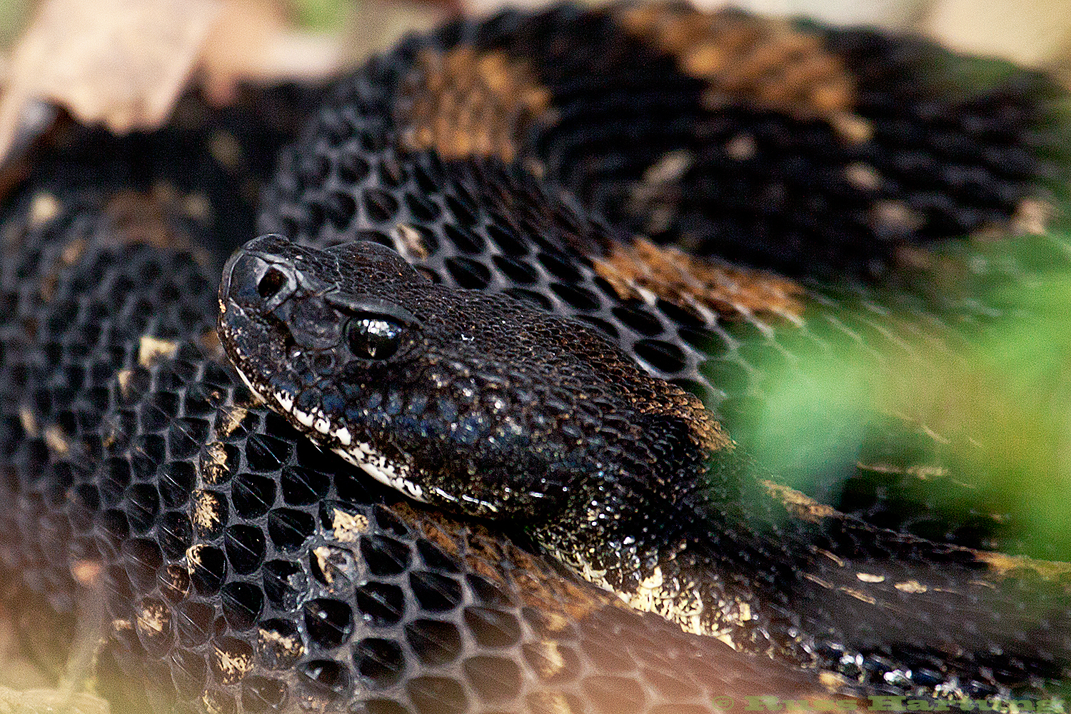 Rattlesnake©1500px.jpg