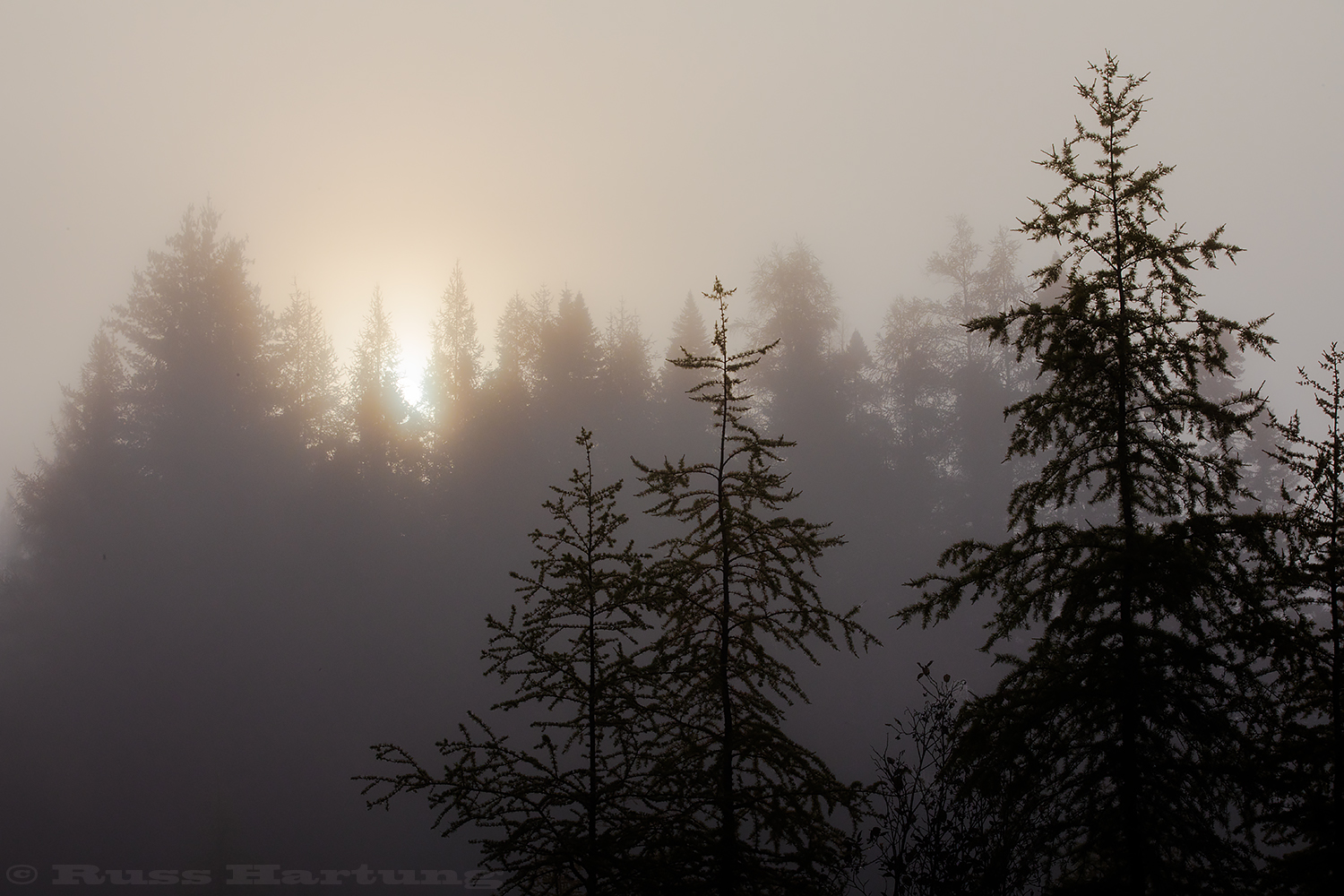 SunFogTreesBloomingdale©1500px.jpg