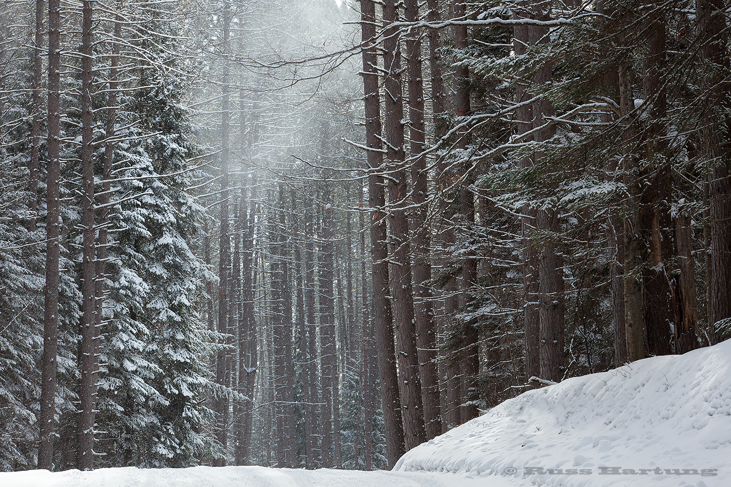 Snow blows off the tops of the trees on Corey's Road. 