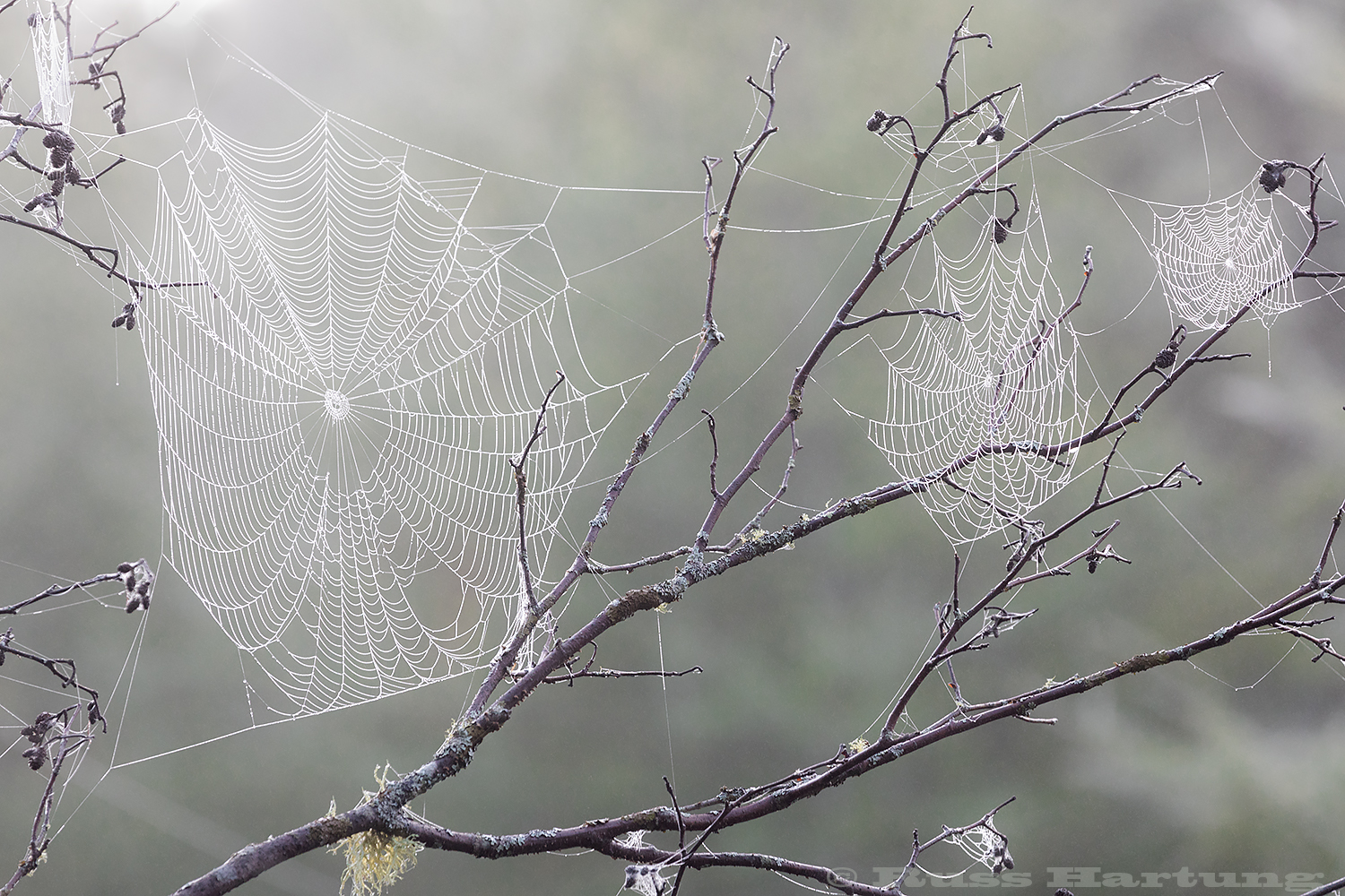 Spider webs covered in morning frost on the Bloomingdale Bog trail. 