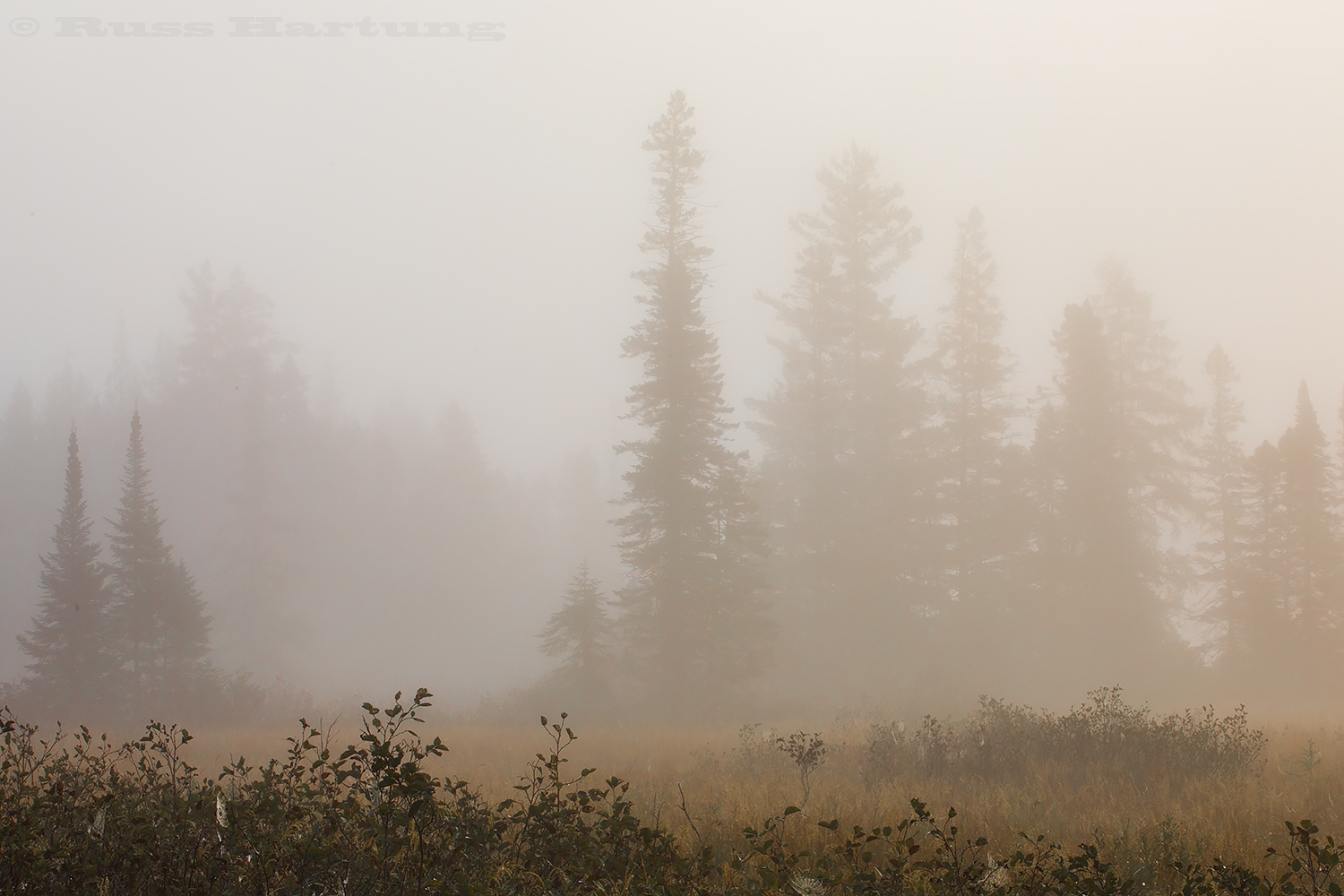 Misty apparitions on the Bloomingdale Bog trail. 