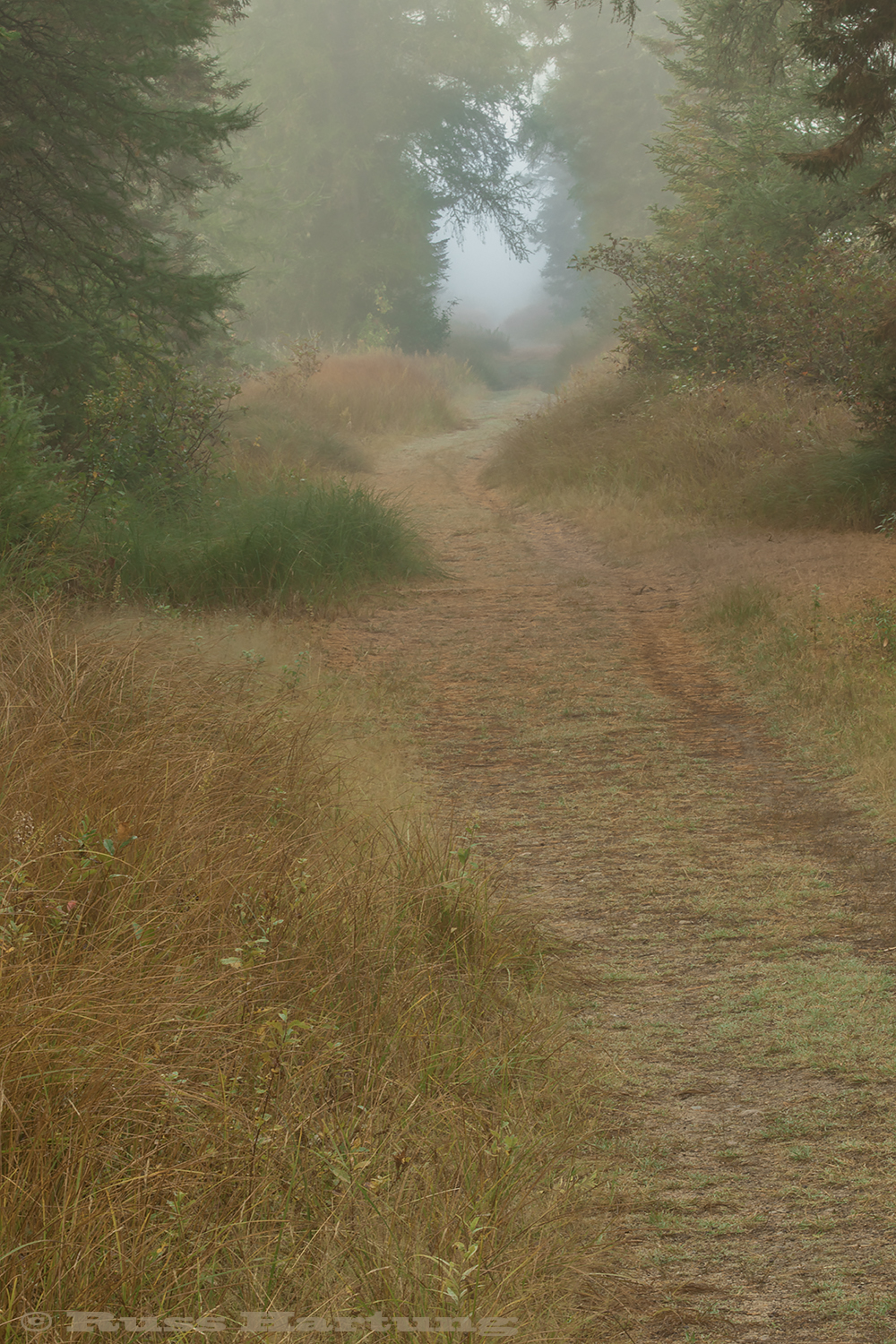 Bloomingdale Bog trail in the early morning fog. 