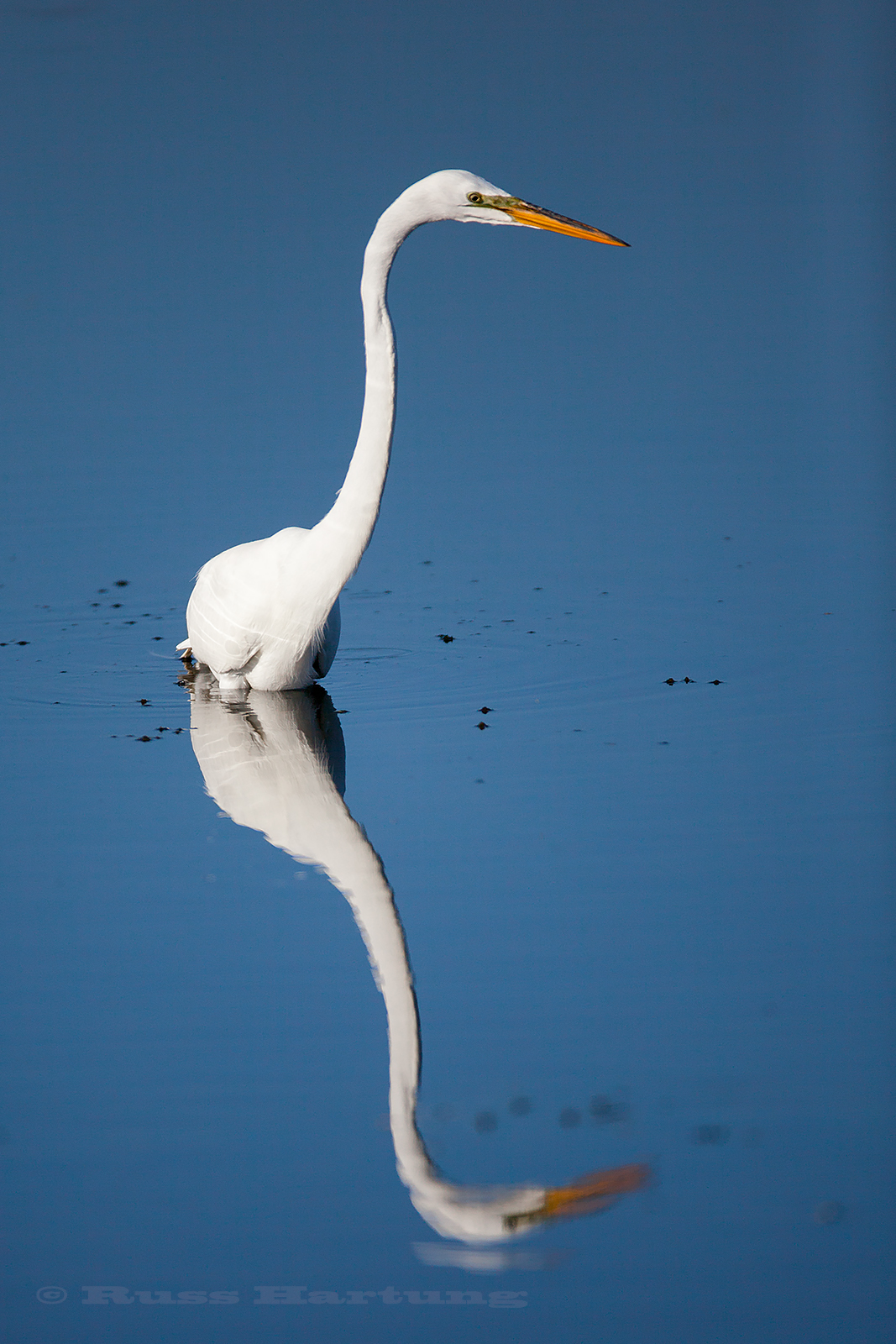 Great Egret fishing in the Orlando Wetlands Park, Florida during Spring migration. 