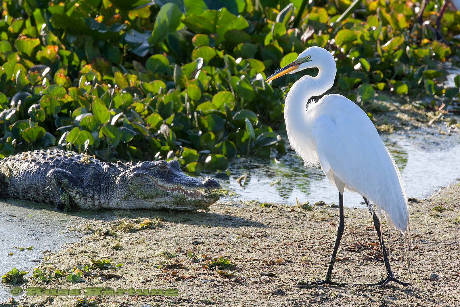 This egret was among scores of birds feeding in the wetlands while dozens of alligators waited for one to come a little too close.