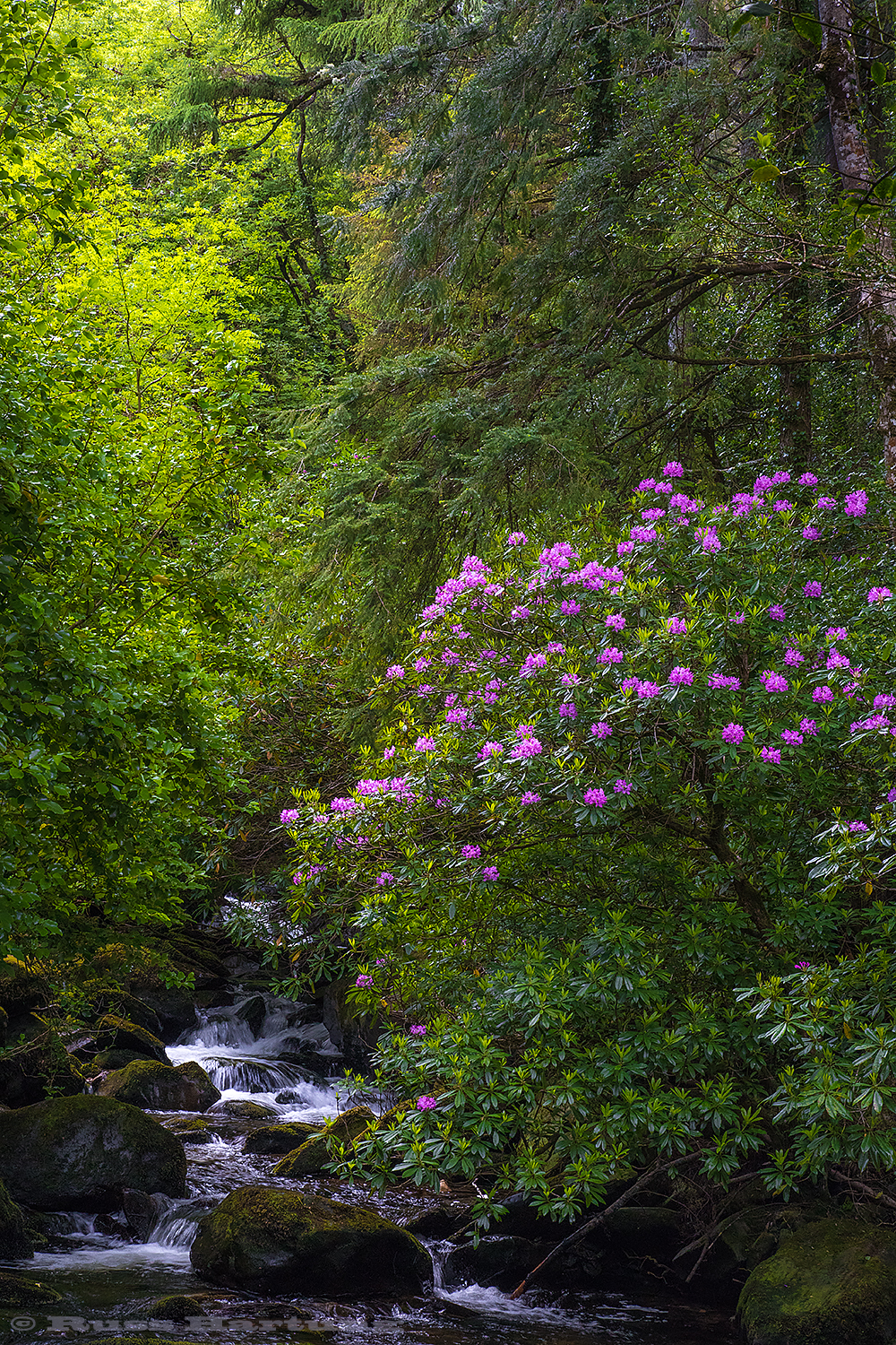 Giant rhododendron bushes in Killarney National Park, Ireland. 