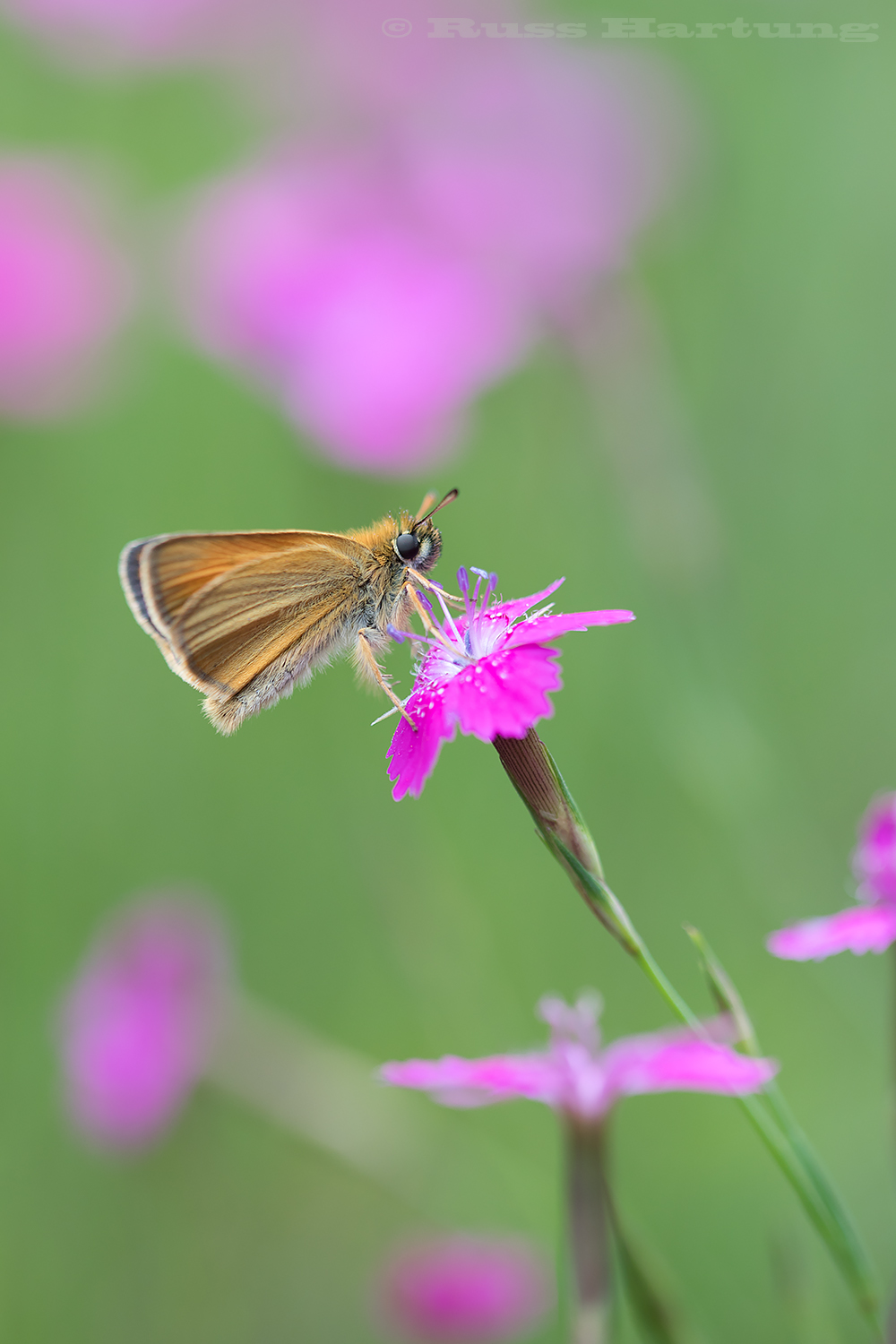 Moth in a field of wildflowers. 