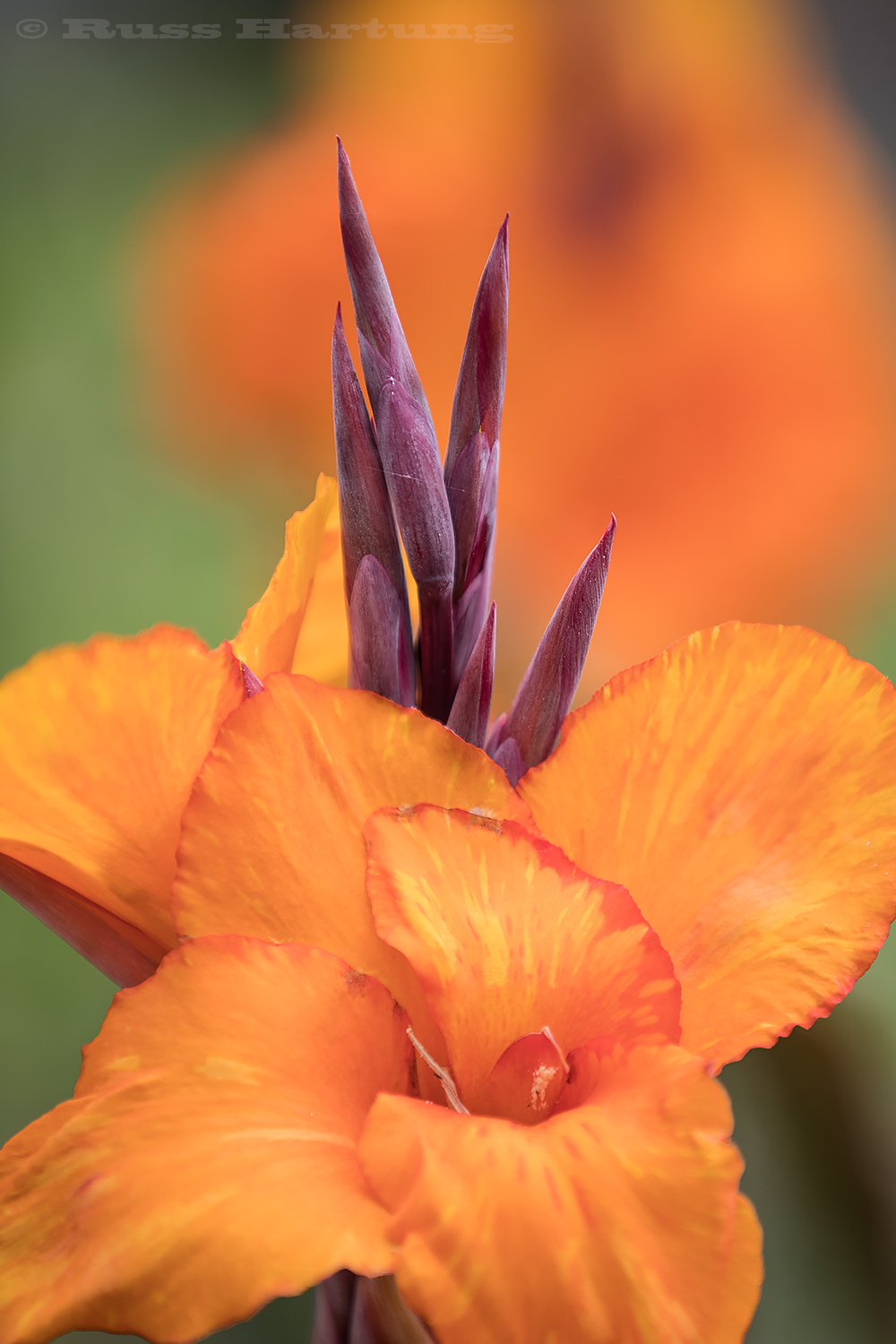 Orange Iris. 