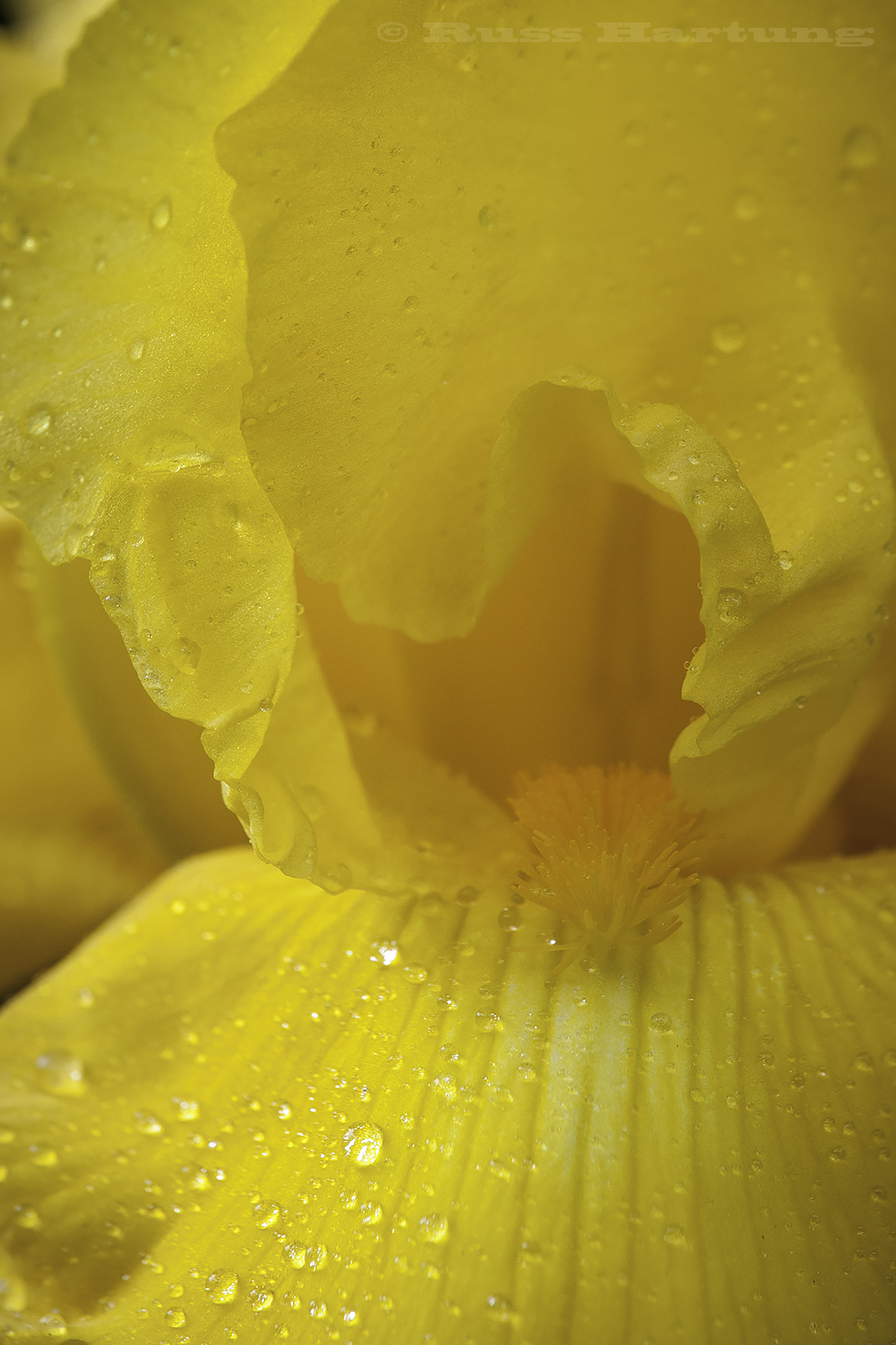 Yellow Iris macro. 