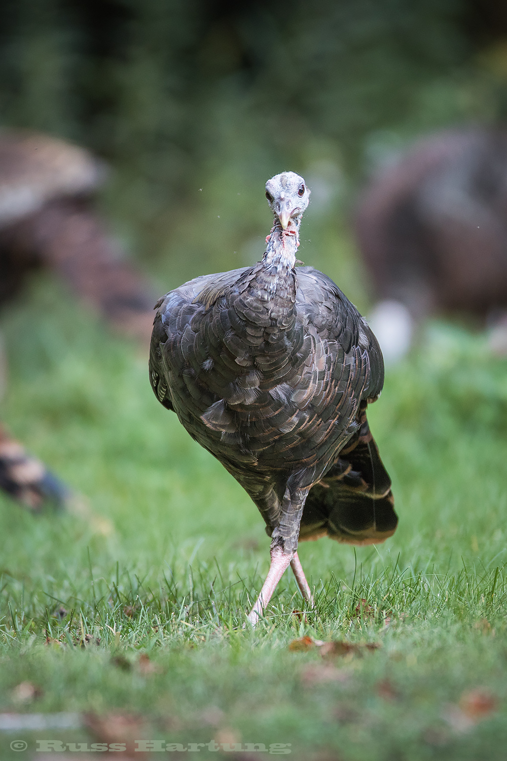 Cross-legged turkey. 