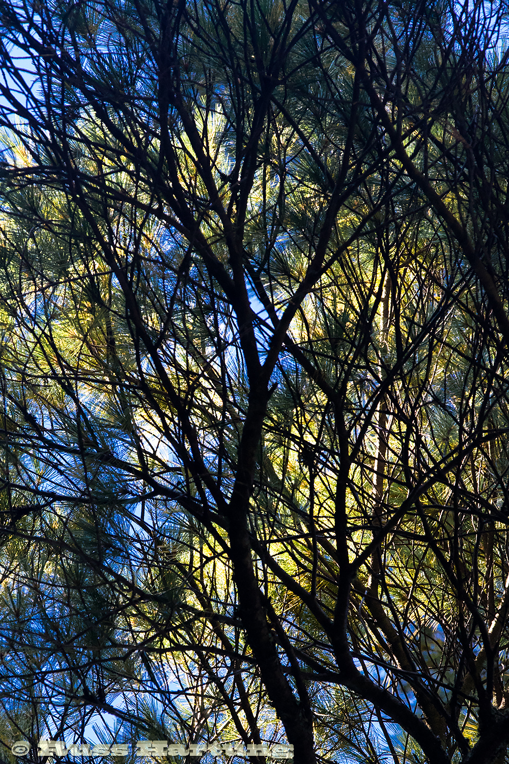Blue sky shows through dark branches and bright yellow leaves. 