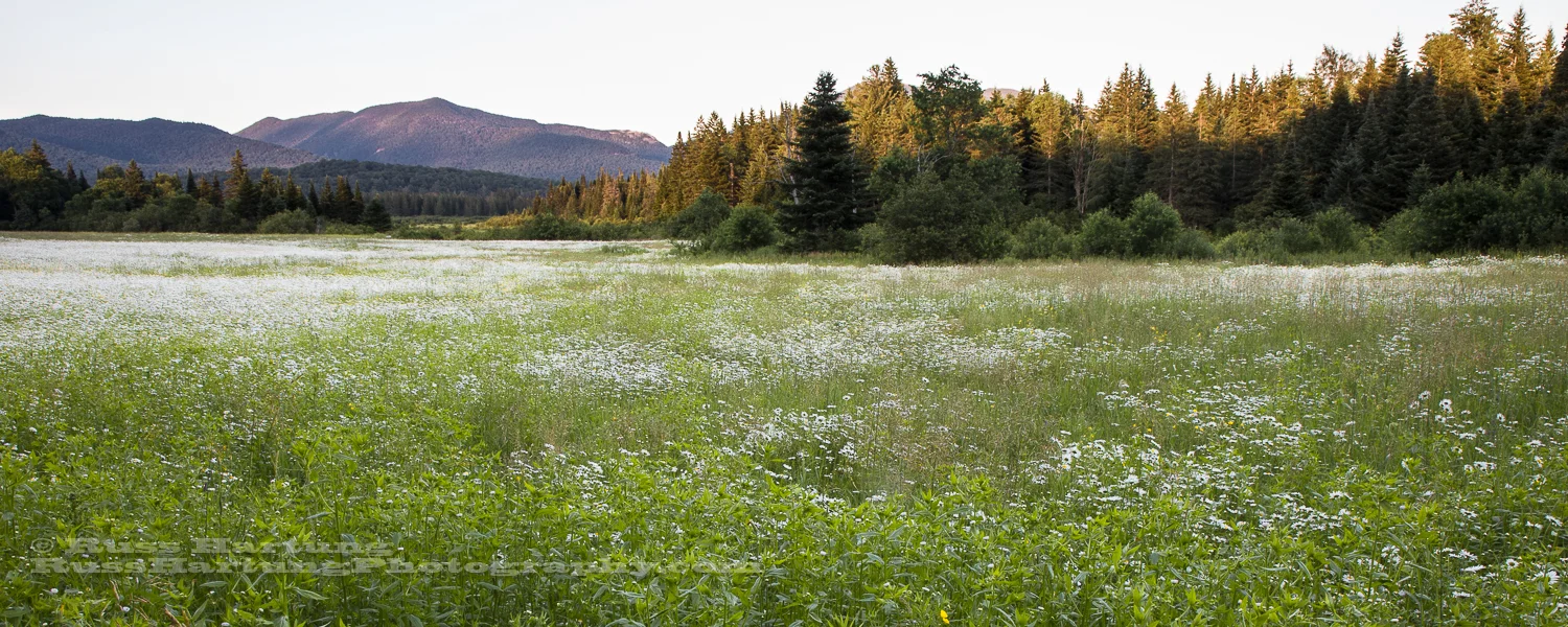 Meadow and distant mountains along the Adirondac Loj road.