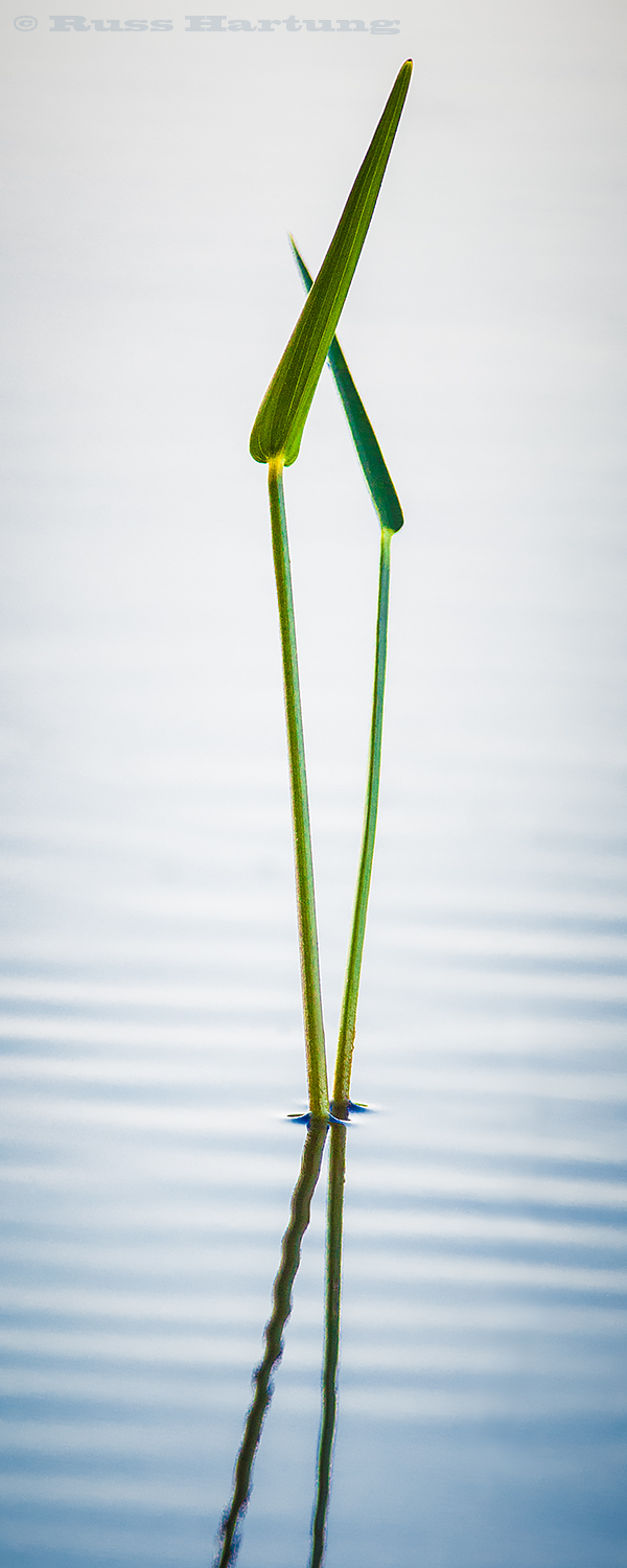 "Pas De Deux" - Pickerel Weed grass in the shallows of an Adirondack lake. Juror's selection - Adirondack Artists's Guild Juried Art Show 2018 