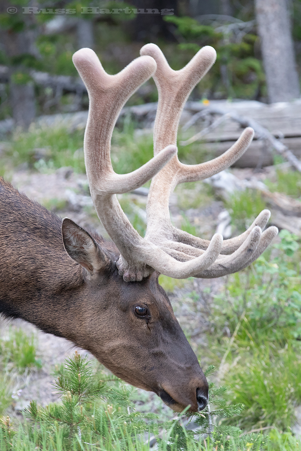 Elk in Yellowstone National Park