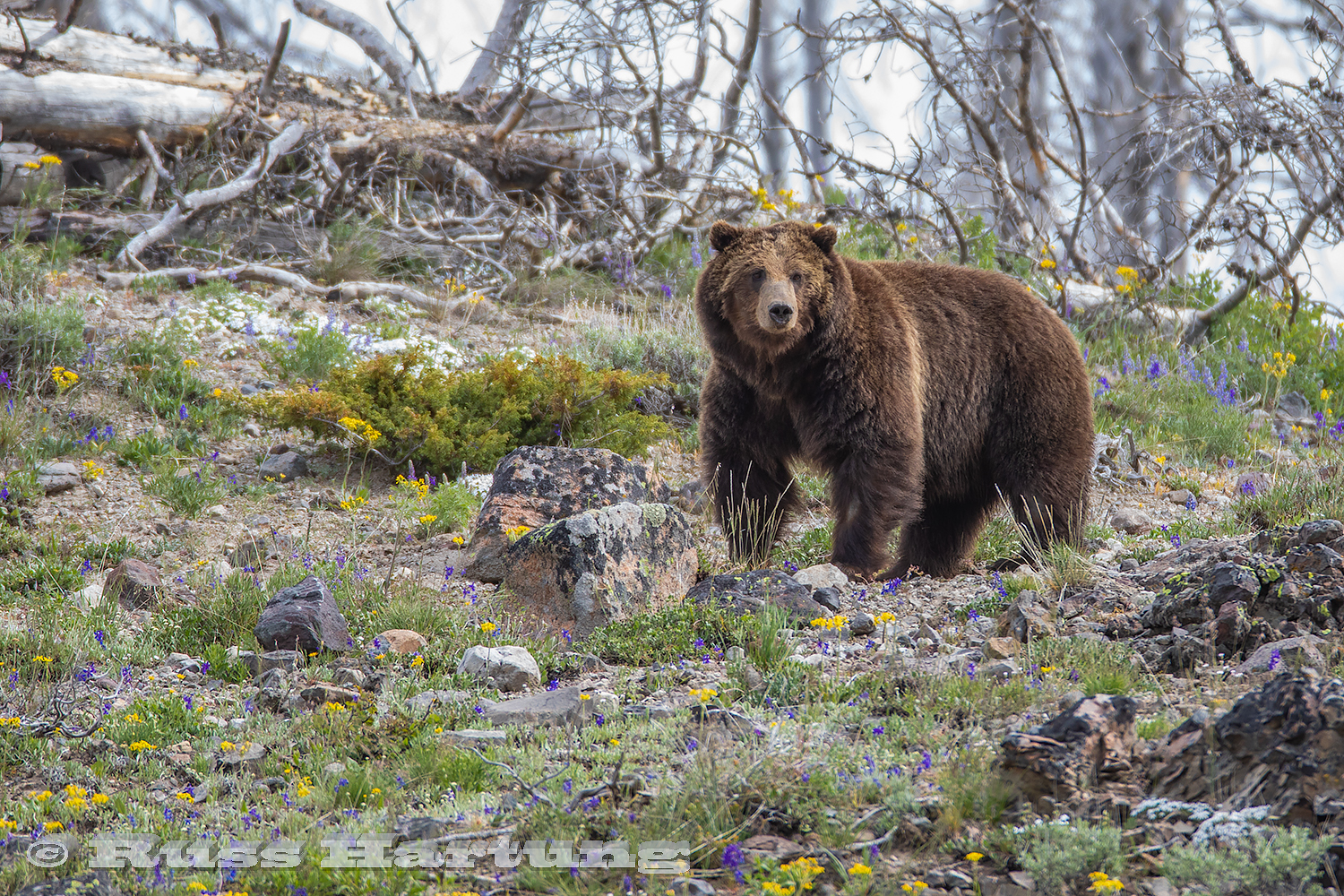 Momma grizzly watching over her cubs in Yellowstone National Park