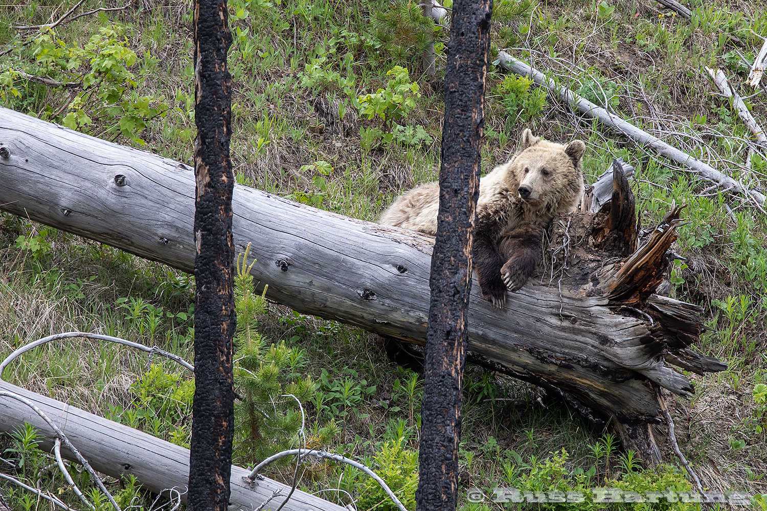 Grizzly bear lounging in Yellowstone National Park