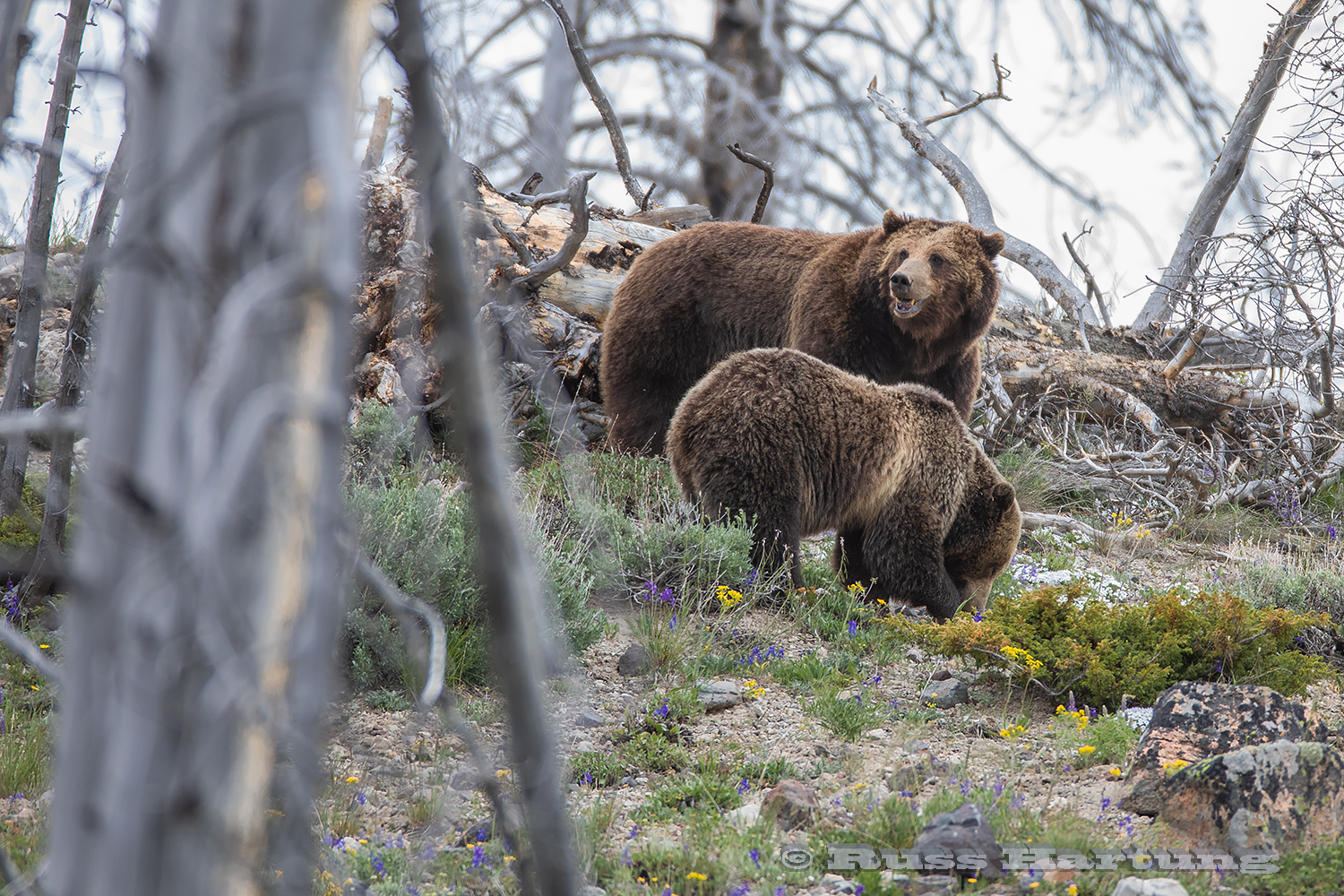 Momma grizzly and cub turning over rocks and logs, looking for bugs in Yellowstone National Park