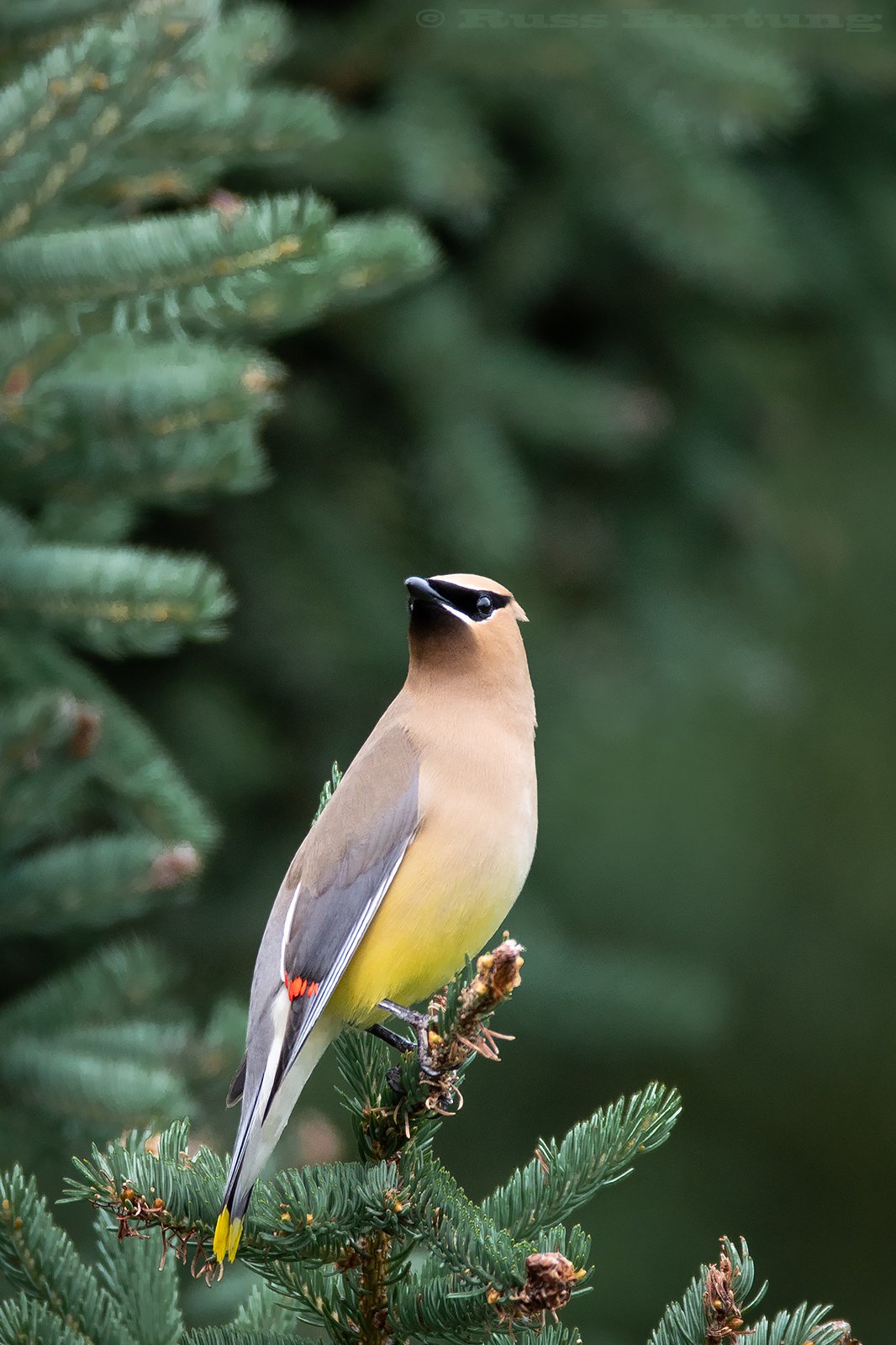 "Cedar Waxwing" - Published in Adirondack Life Magazine, September/October issue 2019