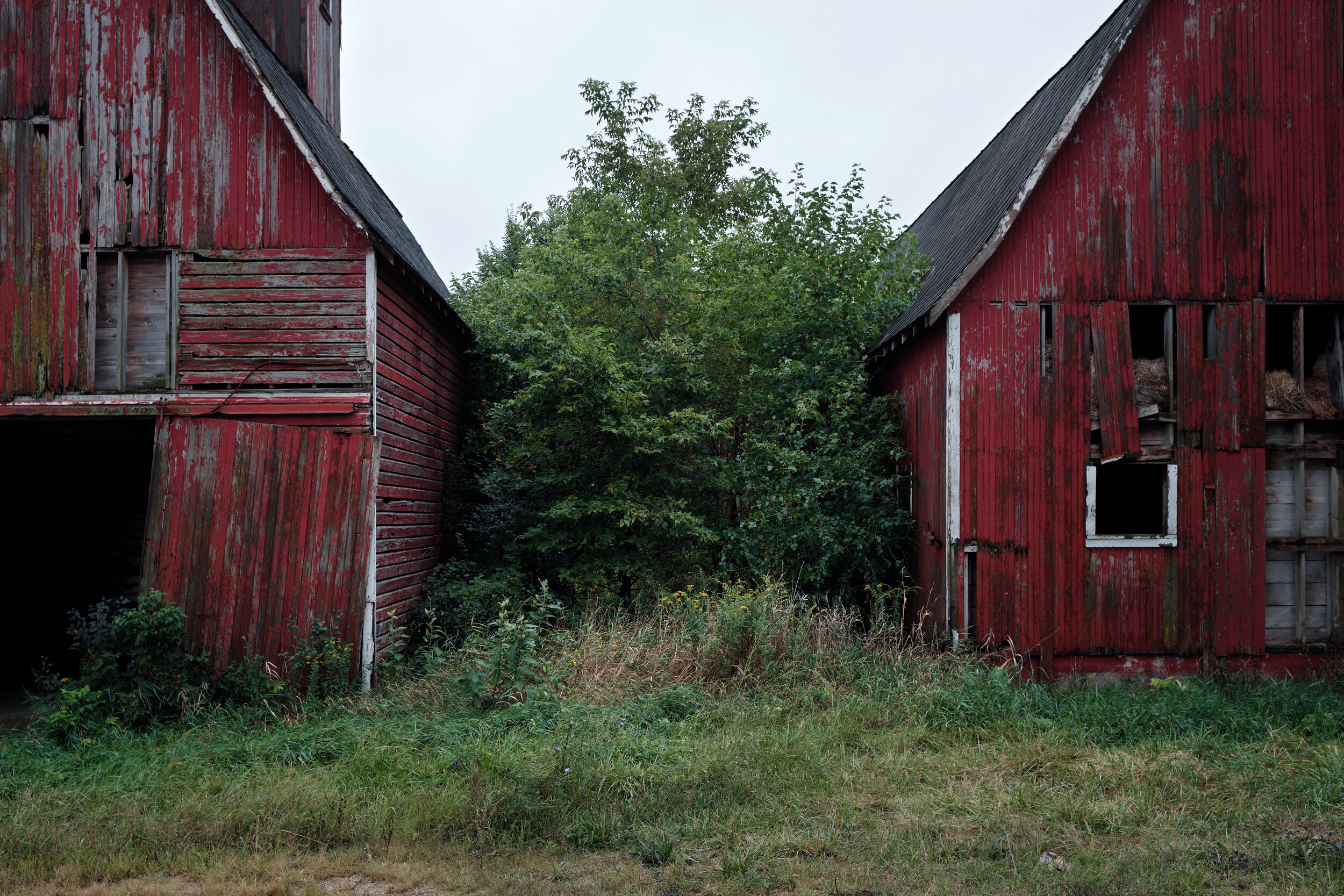Red Barns by Colin Nugent