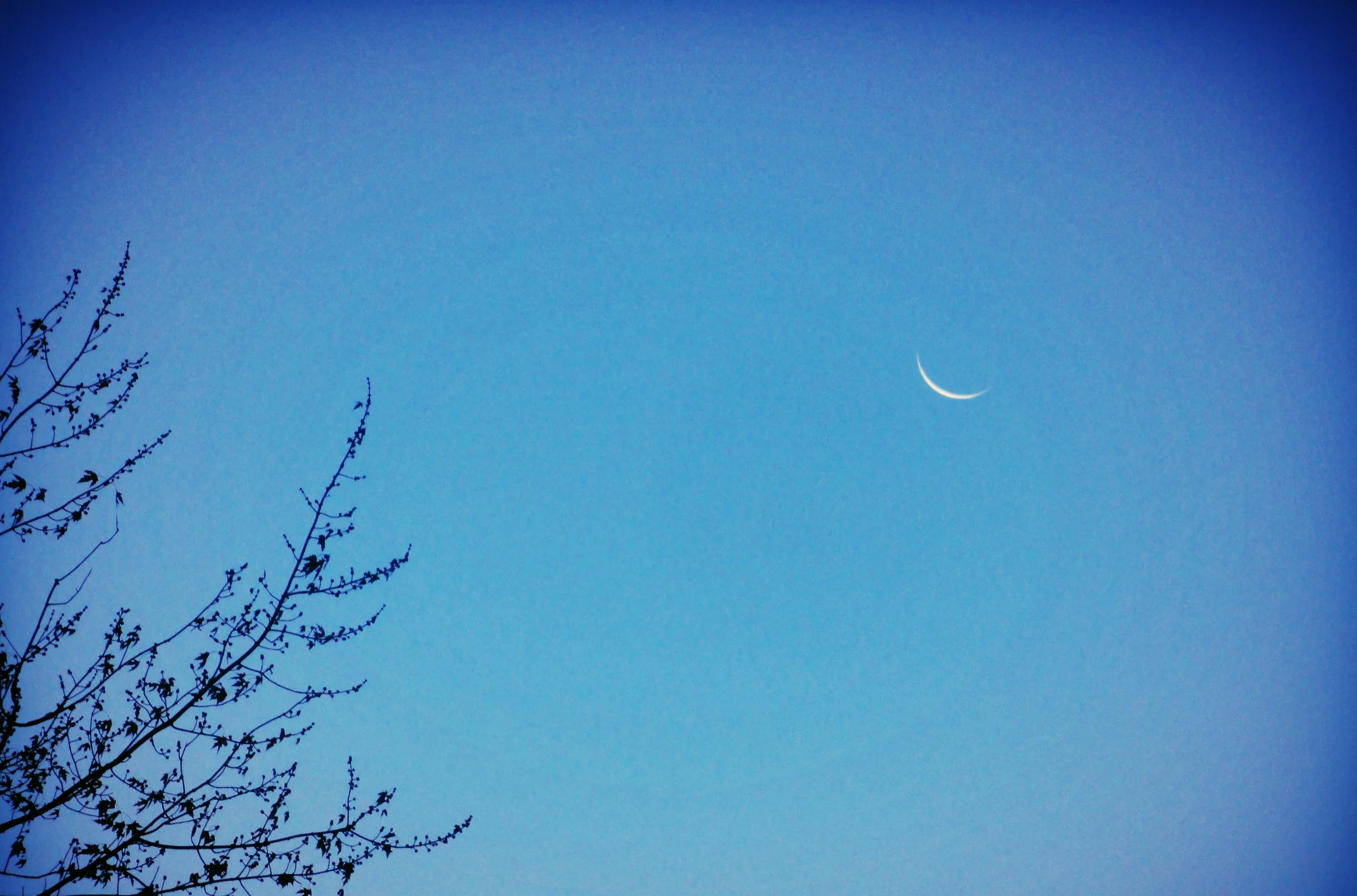 nov moon crescent.JPG