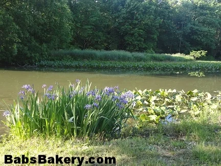 3 water iris 7.jpg