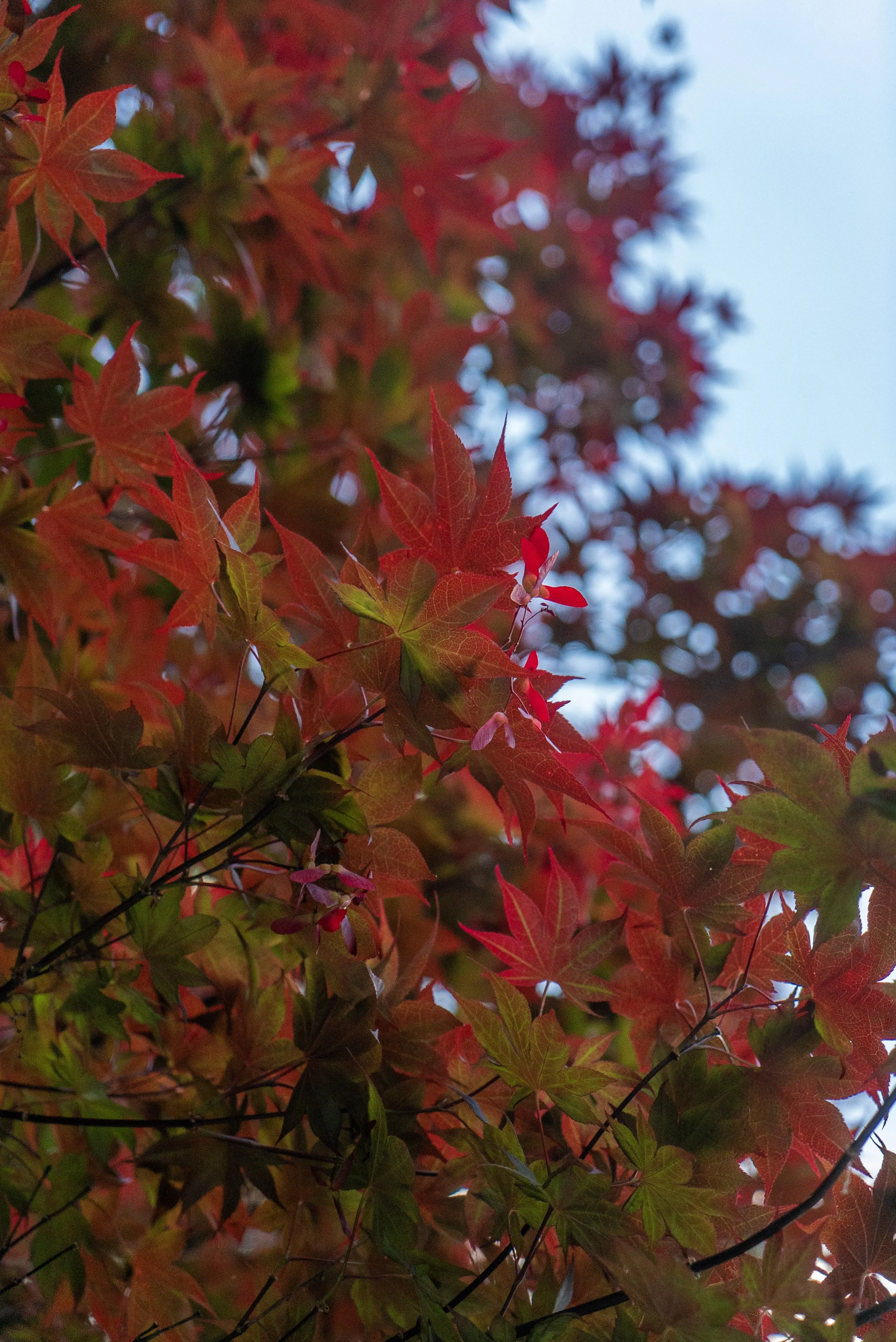 11-DSC01535.jpg