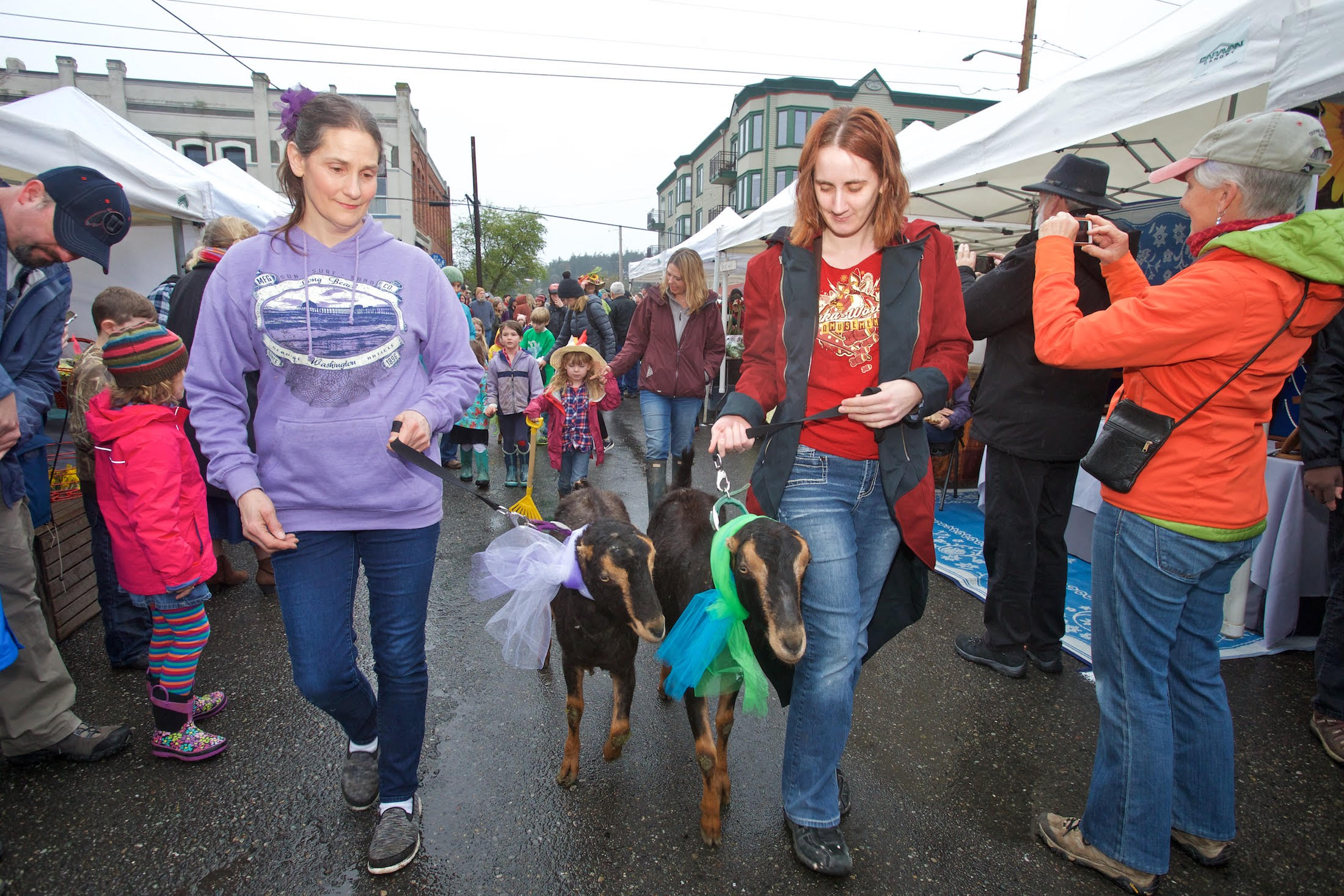 Goat parade photo by Steven Mullensky