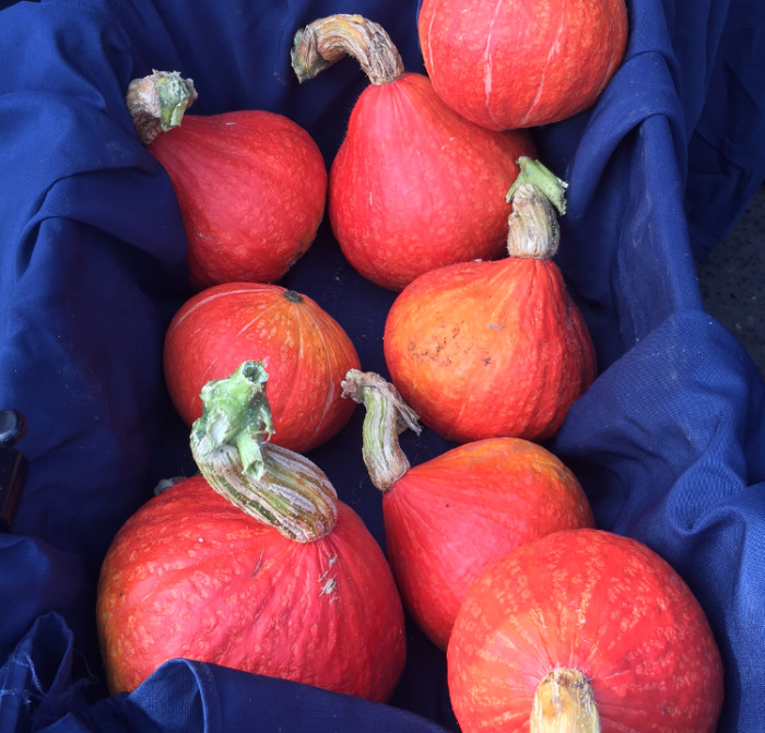winter squash.jpg