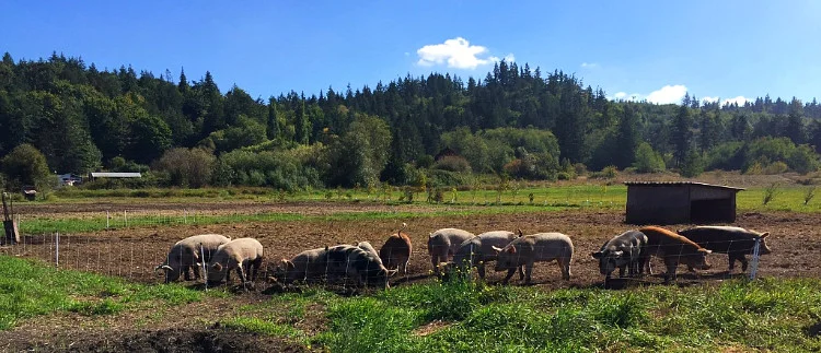 Finnriver Farm pigs.jpg