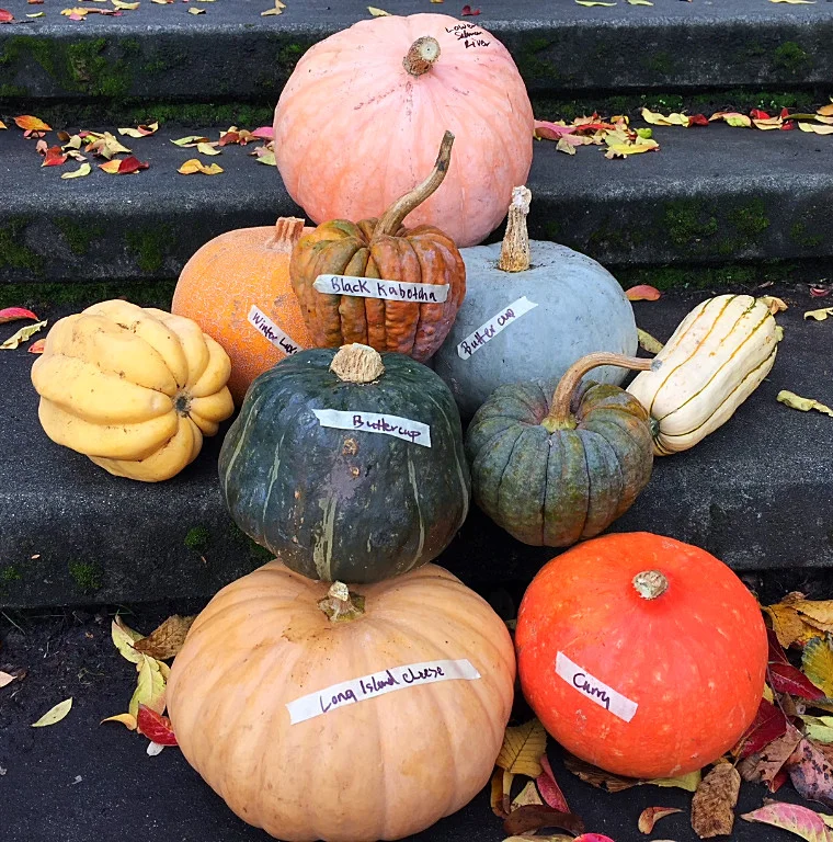 Winter Squash, squash tasting.jpg