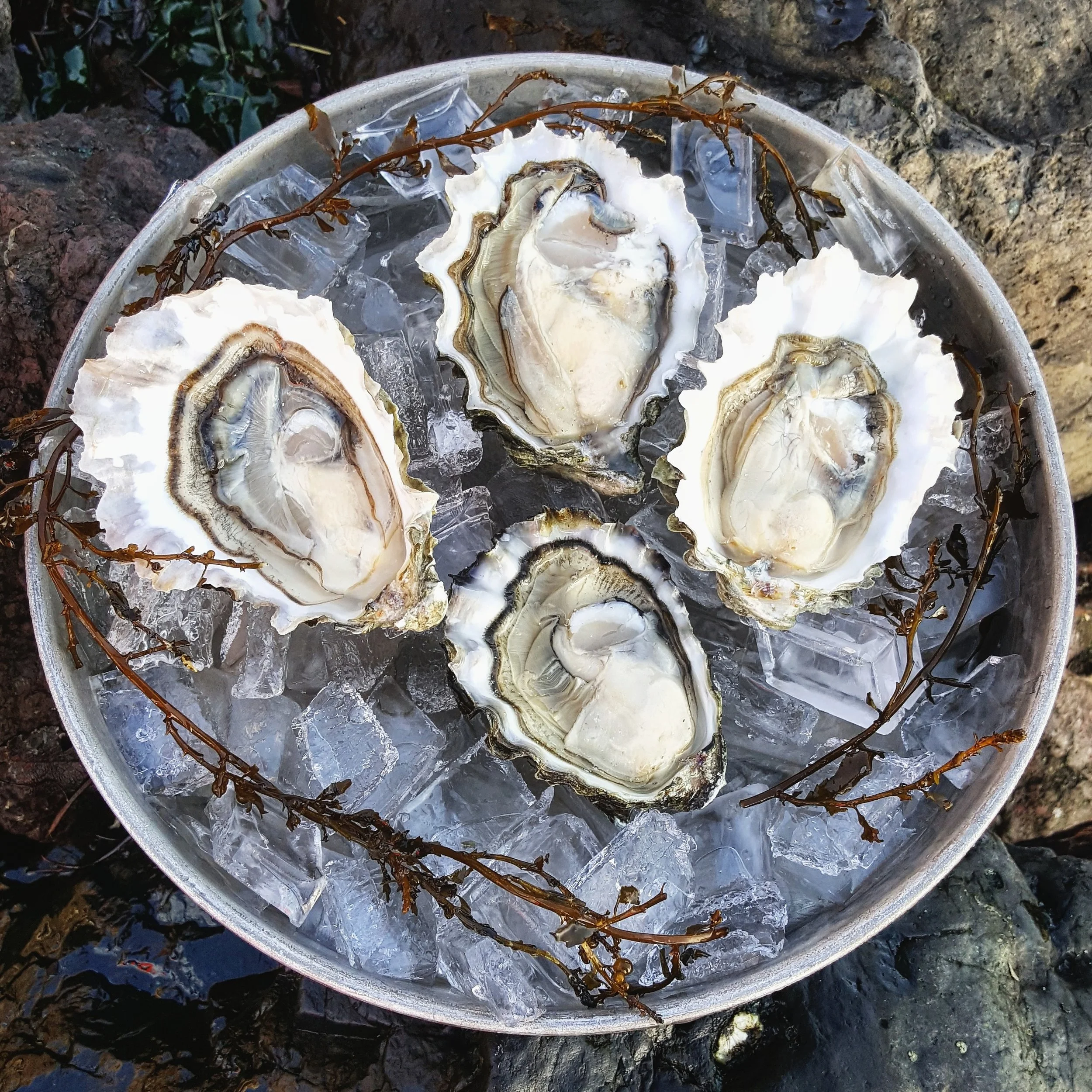 Johnson & Gunstone Shellfish