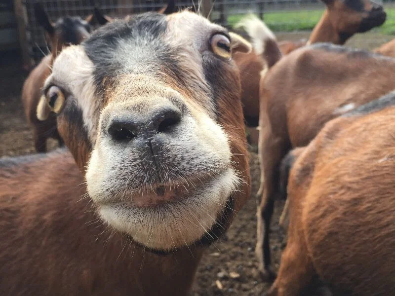 Goats, Chimacum Valley Dairy.