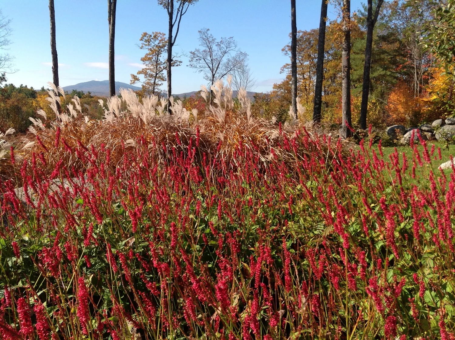 gallery-header1-persicaria.jpg