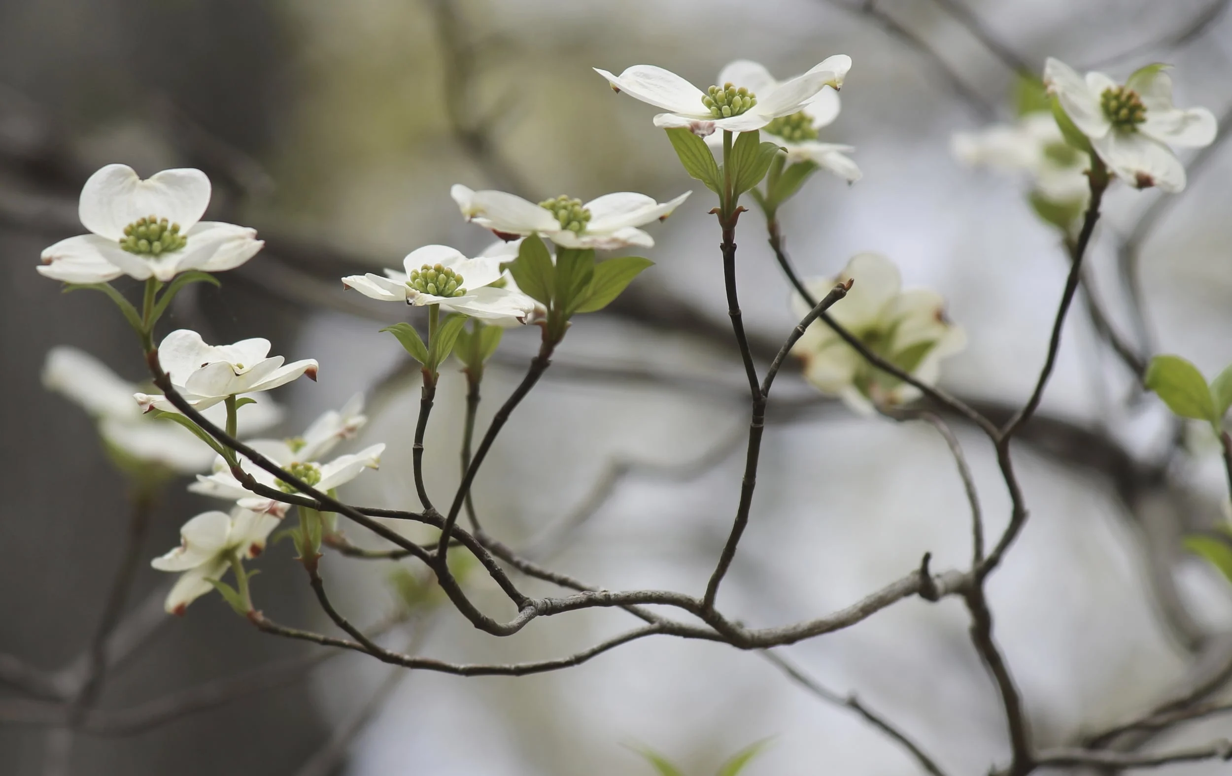 Flowering Dogwood Bracts_Reston_20150419.jpg