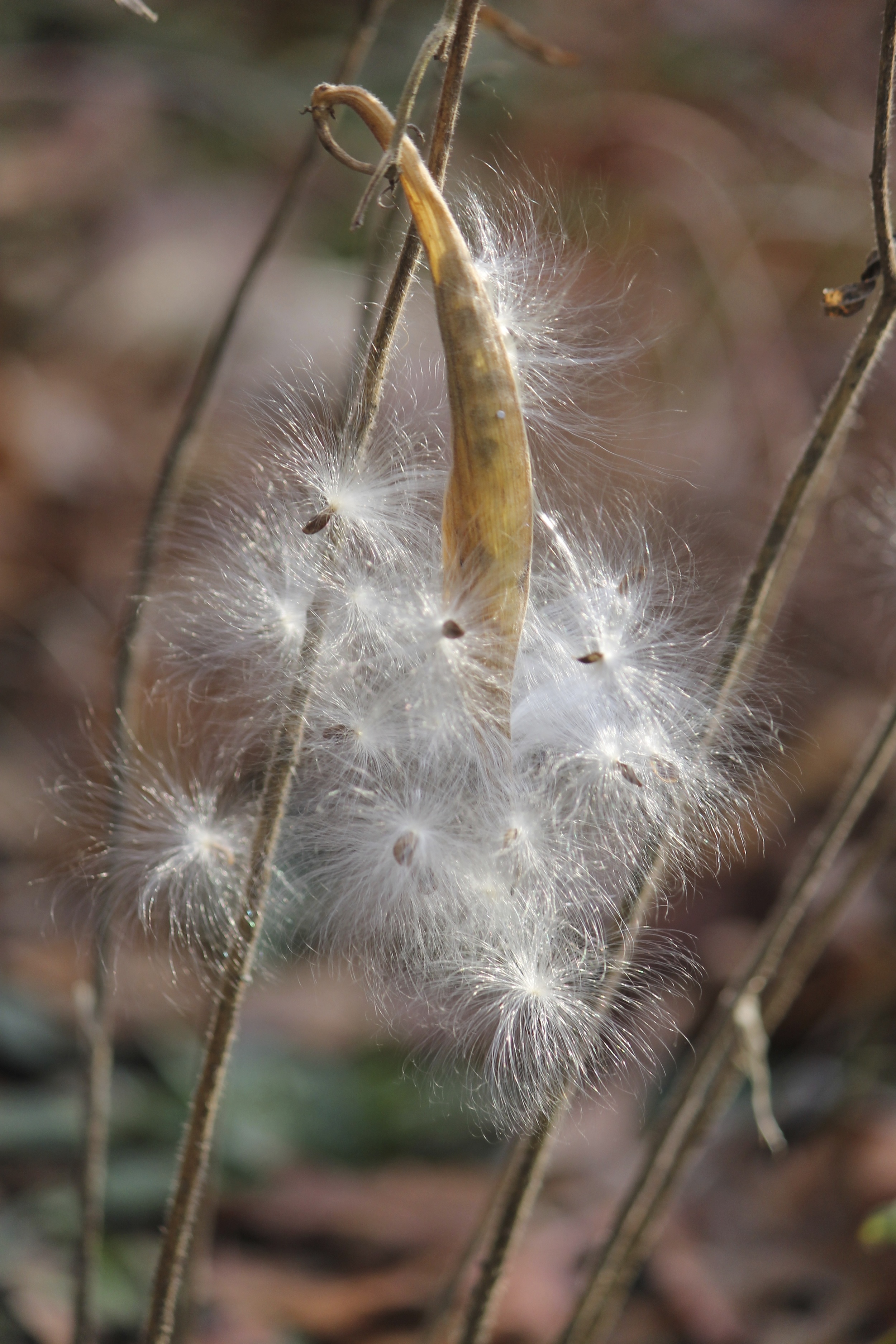 Butterfly Weed Seeds in Fall.jpg