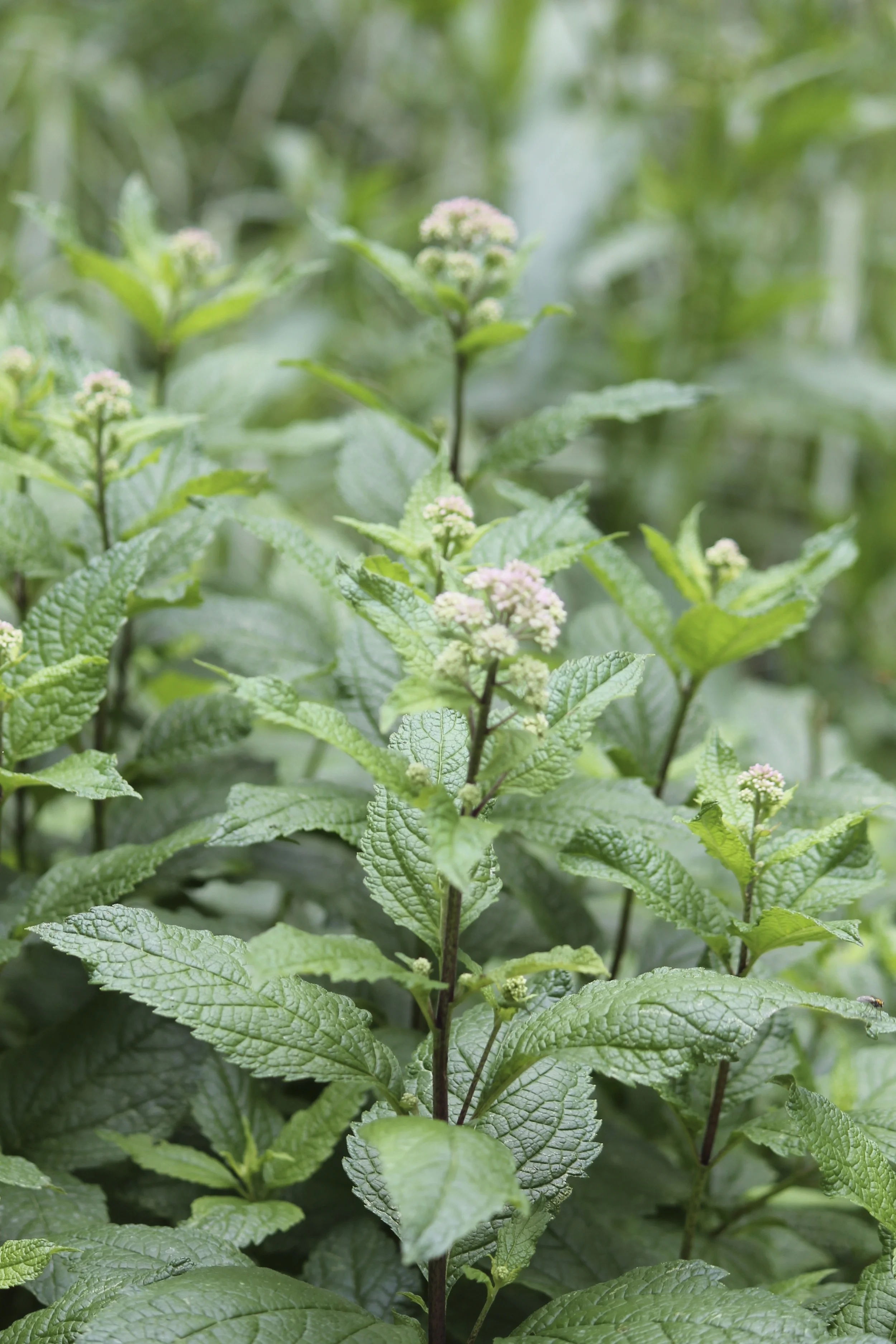 Joe-Pye Weed.jpg