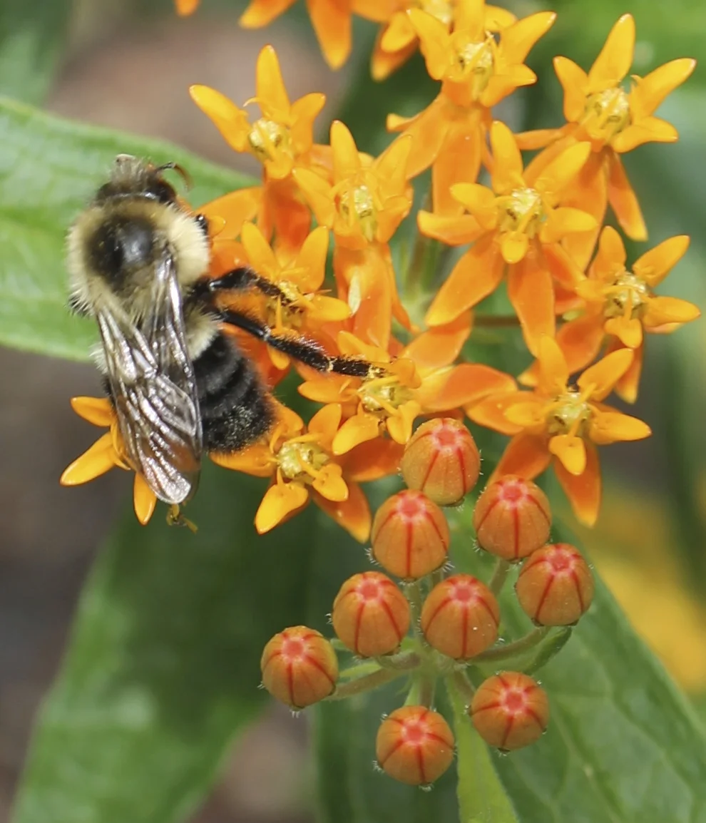 Bumblebee on Butterfly Weed.jpg