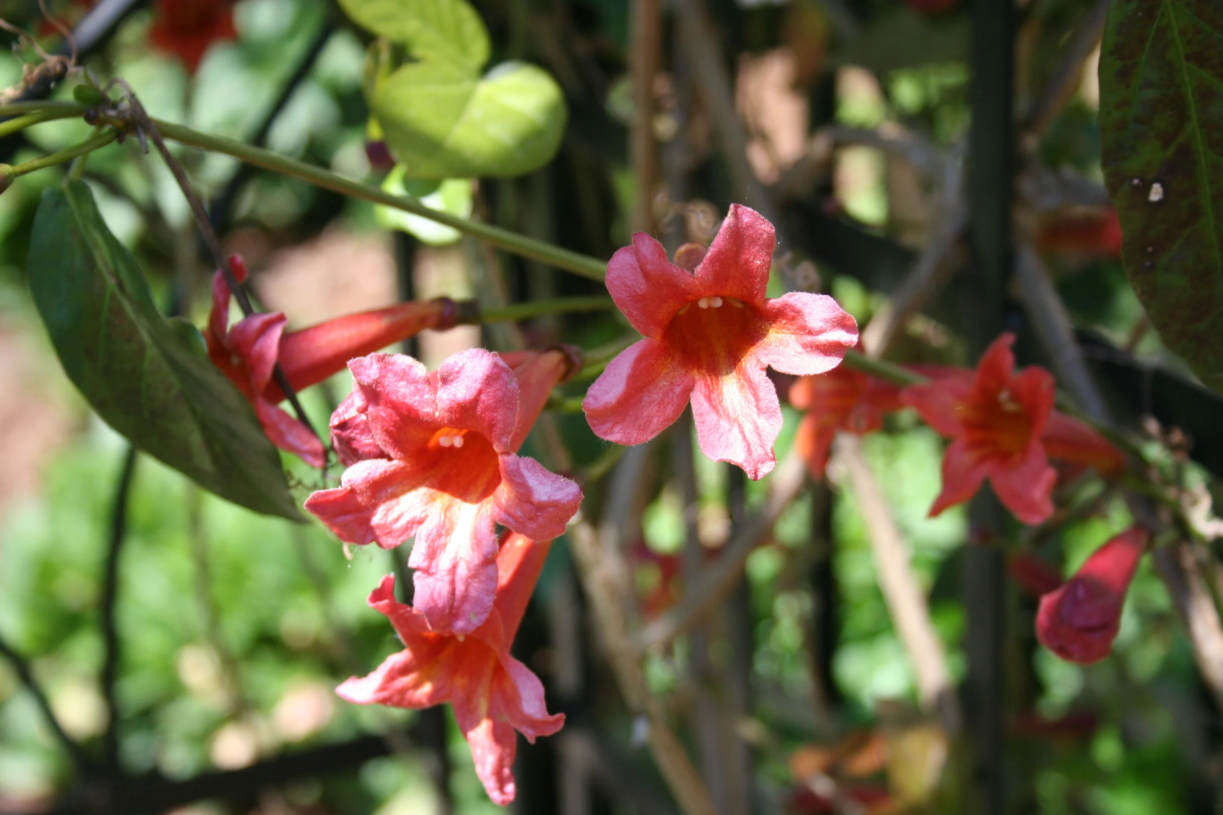 Galloway Arch flower.jpg
