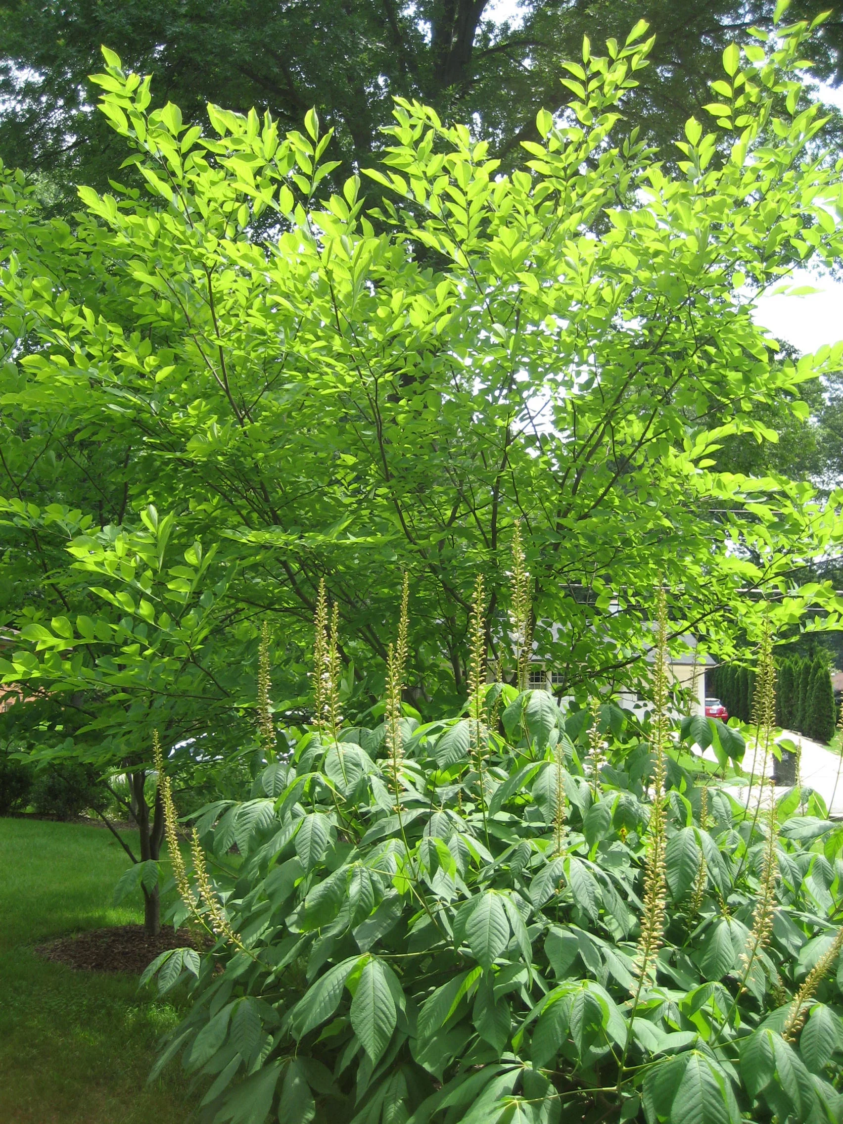 Galloway Buckeye n Yellowwood.jpg