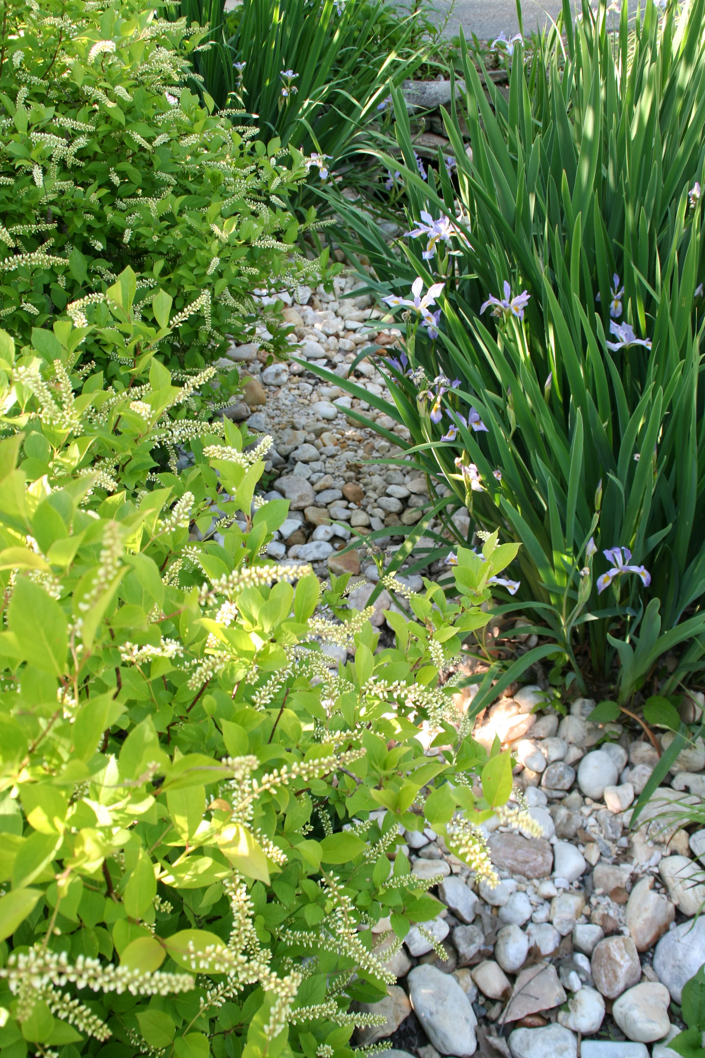 Galloway Iris n Stone.jpg