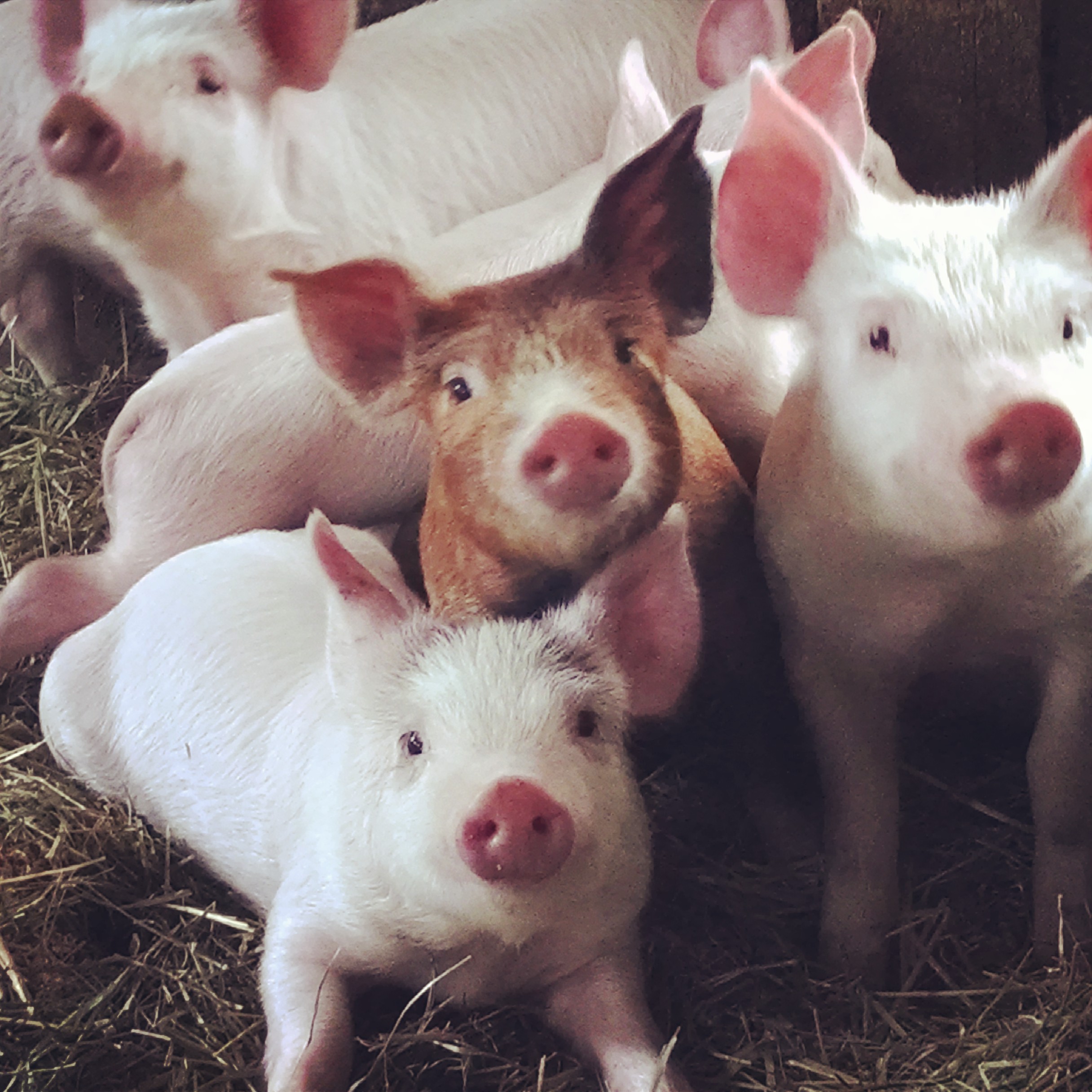 The Farm's Piglets