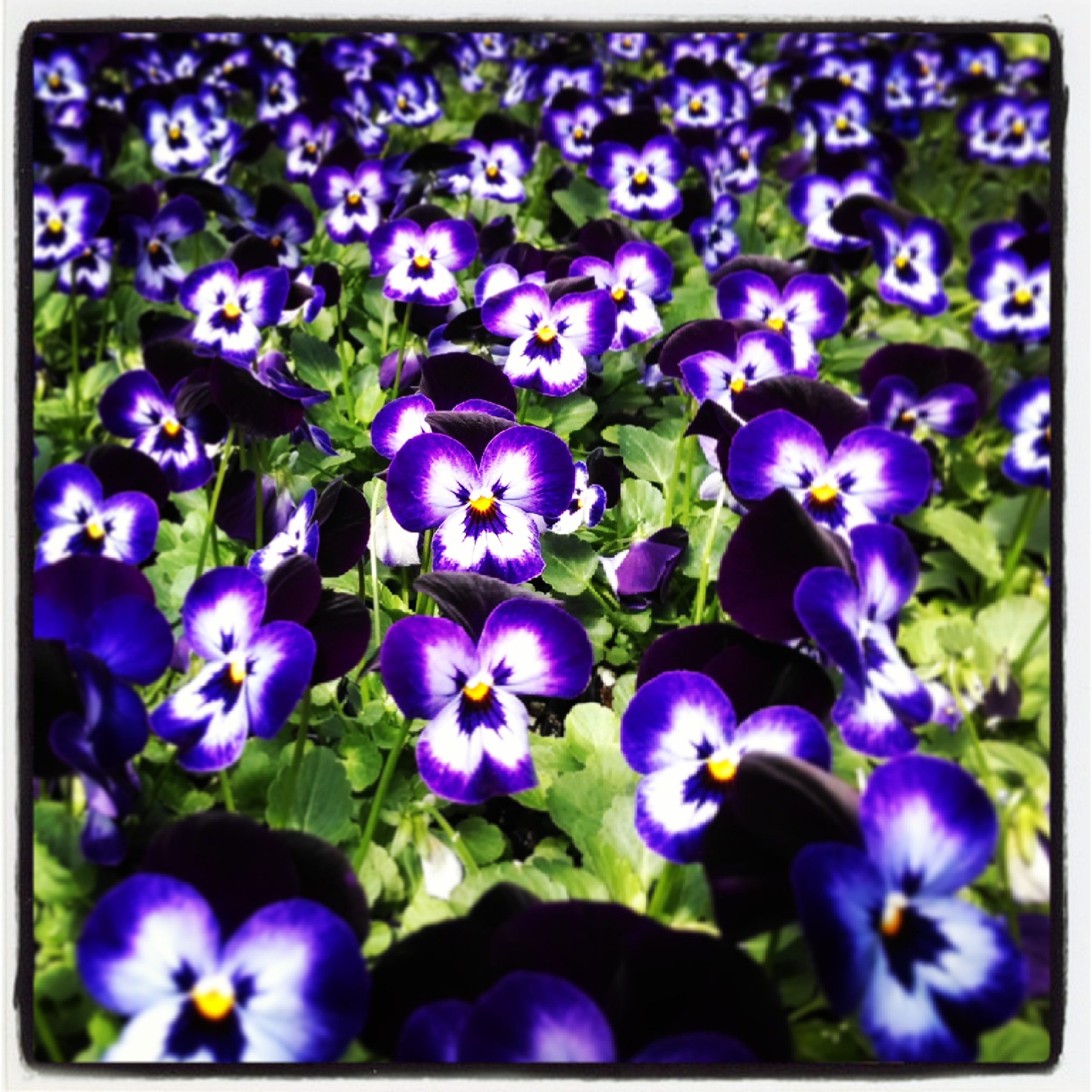 Our Early Season Pansies