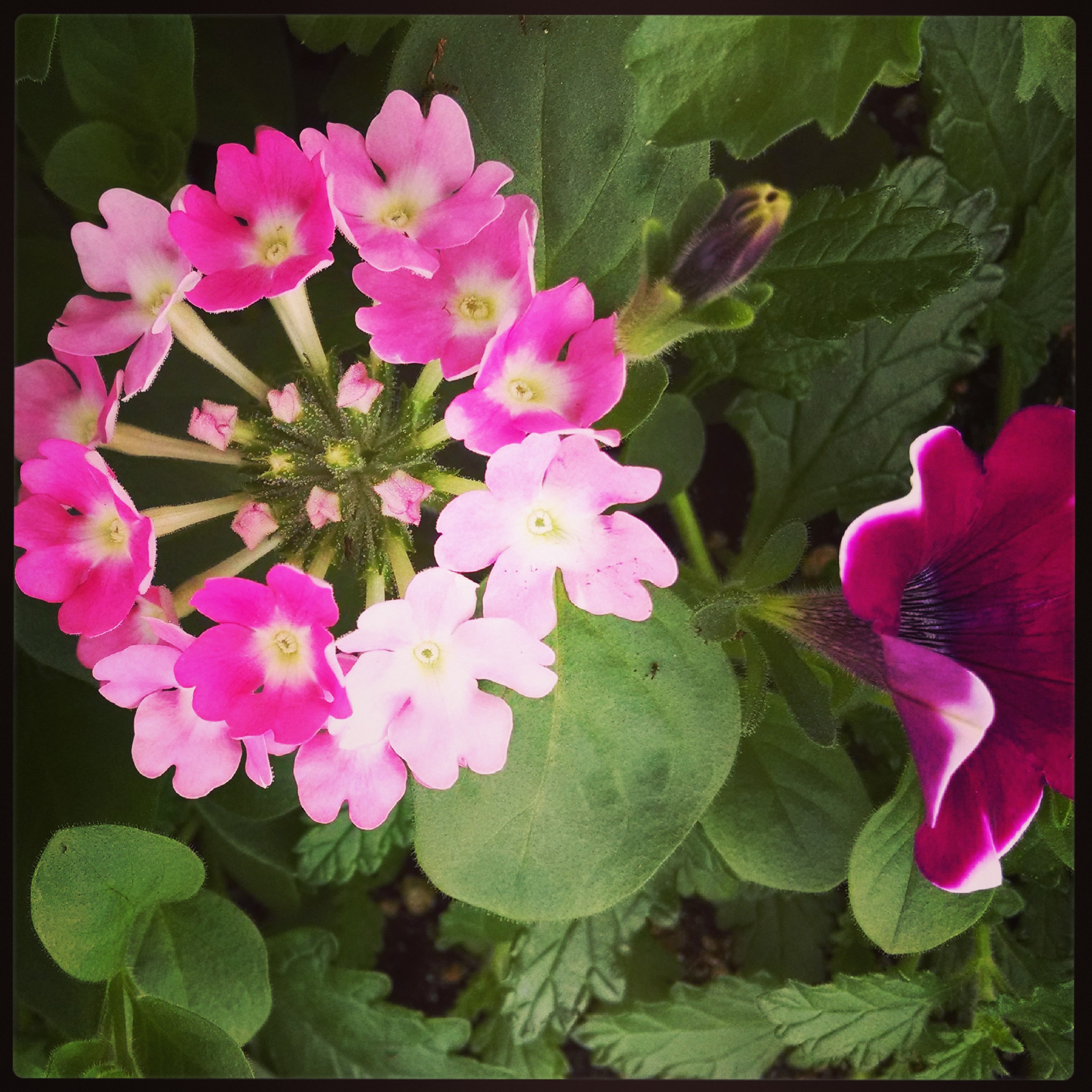 Spring Verbena